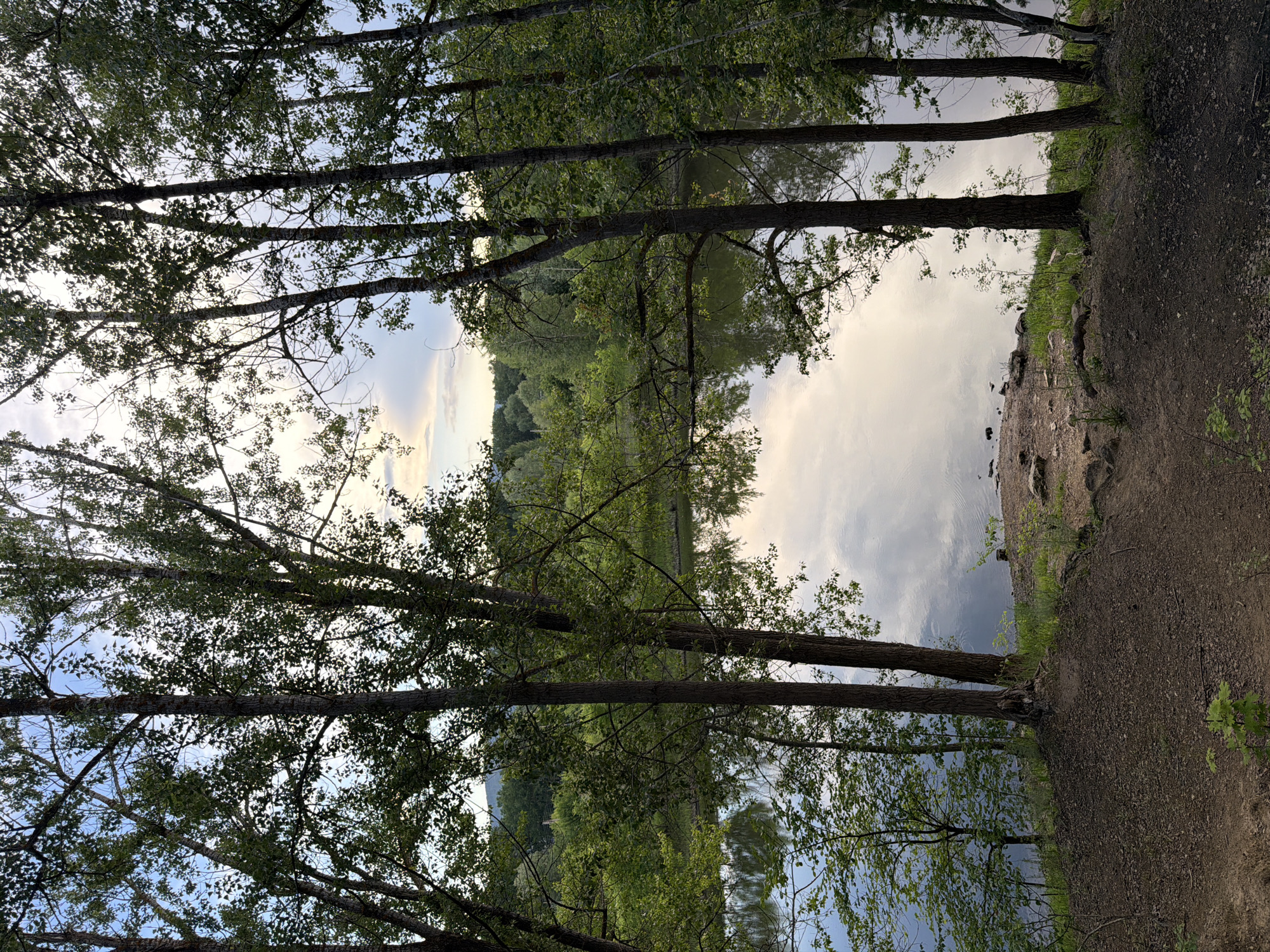 The image depicts a tranquil lakeside scene, likely in Volzhskiy, Russia. Tall trees with lush green foliage frame the view, their trunks dark and imposing against the softer light filtering through the leaves. The lake itself is calm, its surface reflecting the sky and the surrounding trees, creating a mirror-like effect. A small, earthy bank slopes down to the water's edge, dotted with small rocks and sparse green vegetation. In the background, a dense forest stretches across the landscape, with a gentle hill visible in the distance. The sky above is a blend of pale blue and soft, cloudy hues, suggesting either early morning or late afternoon. The overall impression is one of natural serenity and peaceful isolation.