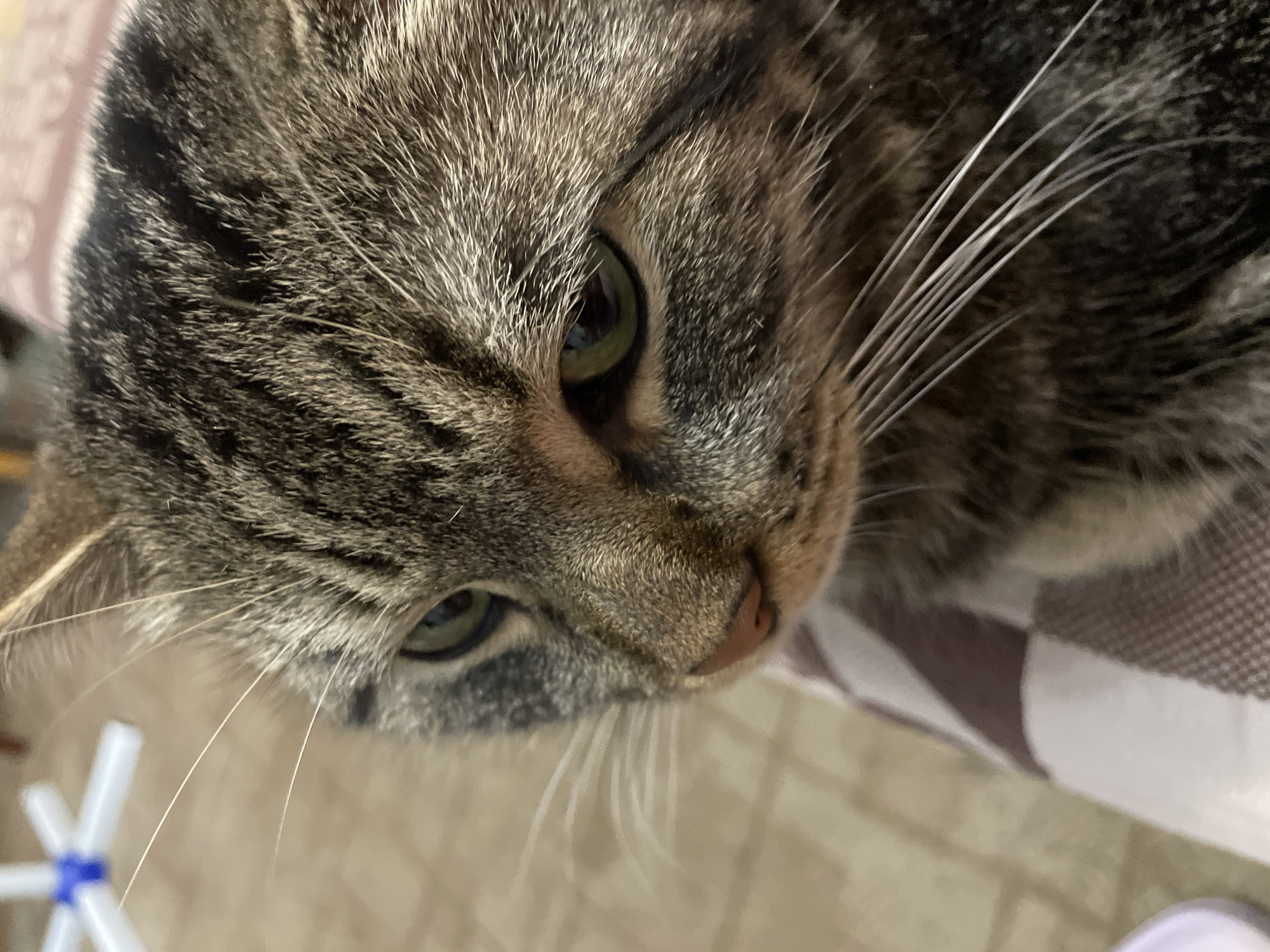 A close-up, eye-level, medium shot captures the head of a domestic tabby cat. The cat is positioned at a three-quarter angle, facing left, with its gaze directed downwards and to the left. Its green eyes are slightly narrowed. The cat's fur exhibits a mottled pattern of grey, brown, and black. Prominent white whiskers fan out from its muzzle. The cat is resting on a surface covered with a brown and white checkered fabric. In the blurred background, a white and blue object, possibly a toy, is visible. The setting appears to be indoors, with a light-colored floor in the background. This image was taken in Cherkasy, Ukraine.