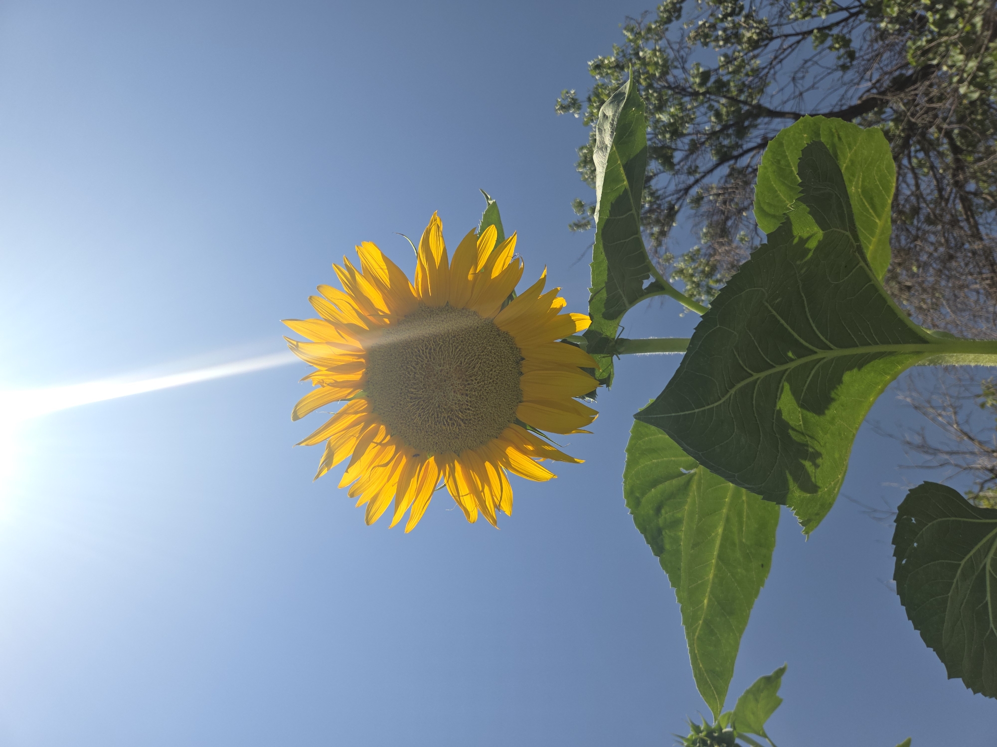 This image shows a close-up, low-angle shot of a sunflower against a clear blue sky. The sun is shining brightly, creating a lens flare effect that streaks down from the top of the frame. The sunflower's yellow petals are illuminated from behind by the sun. Several large green leaves are visible below the flower. In the background, the branches of a tree are silhouetted against the sky. The image does not contain any elements that would indicate its location in Shymkent, Kazakhstan.