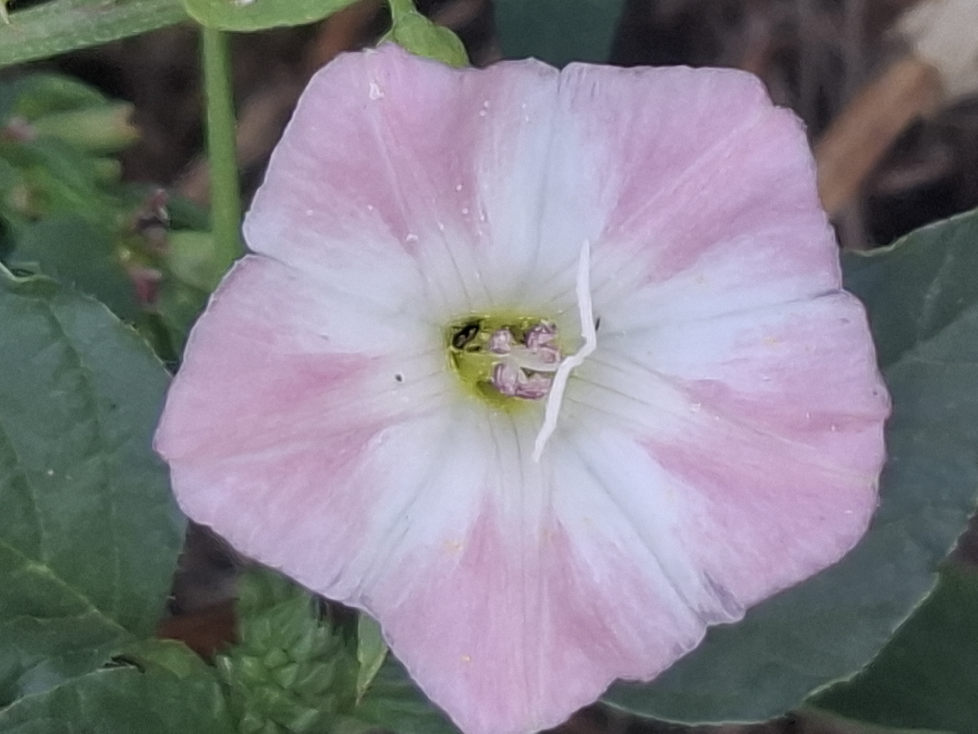 A close-up, eye-level shot shows a pink and white bindweed flower in bloom, with its trumpet-shaped petals unfurled. A small insect, possibly a bee or wasp, is visible in the center of the flower, among the reproductive parts. The flower is surrounded by dark green leaves, and the background is out of focus, with hints of brown earth and vegetation. The image appears to have been taken outdoors, likely in a garden or natural setting within the city of Almaty, Kazakhstan, given the floral subject and general environment often found in parks and residential areas there. No human presence or interaction is depicted.