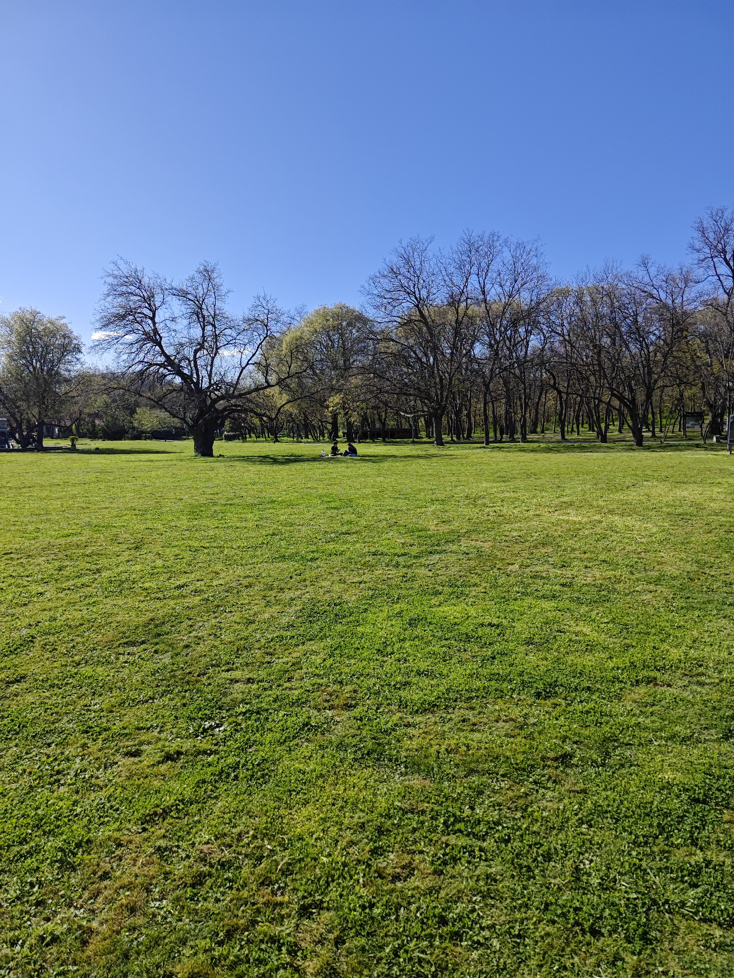The image depicts a sunny day in a park, likely in early spring. A large expanse of bright green grass covers the foreground. The grass is neatly cut. A row of deciduous trees lines the midground, some with bare branches, others with budding green leaves. Two people are sitting on the grass beneath the trees, possibly having a picnic or conversing. A large, bare tree is positioned prominently on the left side of the frame. The sky is clear and bright blue. The scene has the appearance of a public park located in an urban setting. Given the information, the image is most likely taken in Plovdiv, Bulgaria.