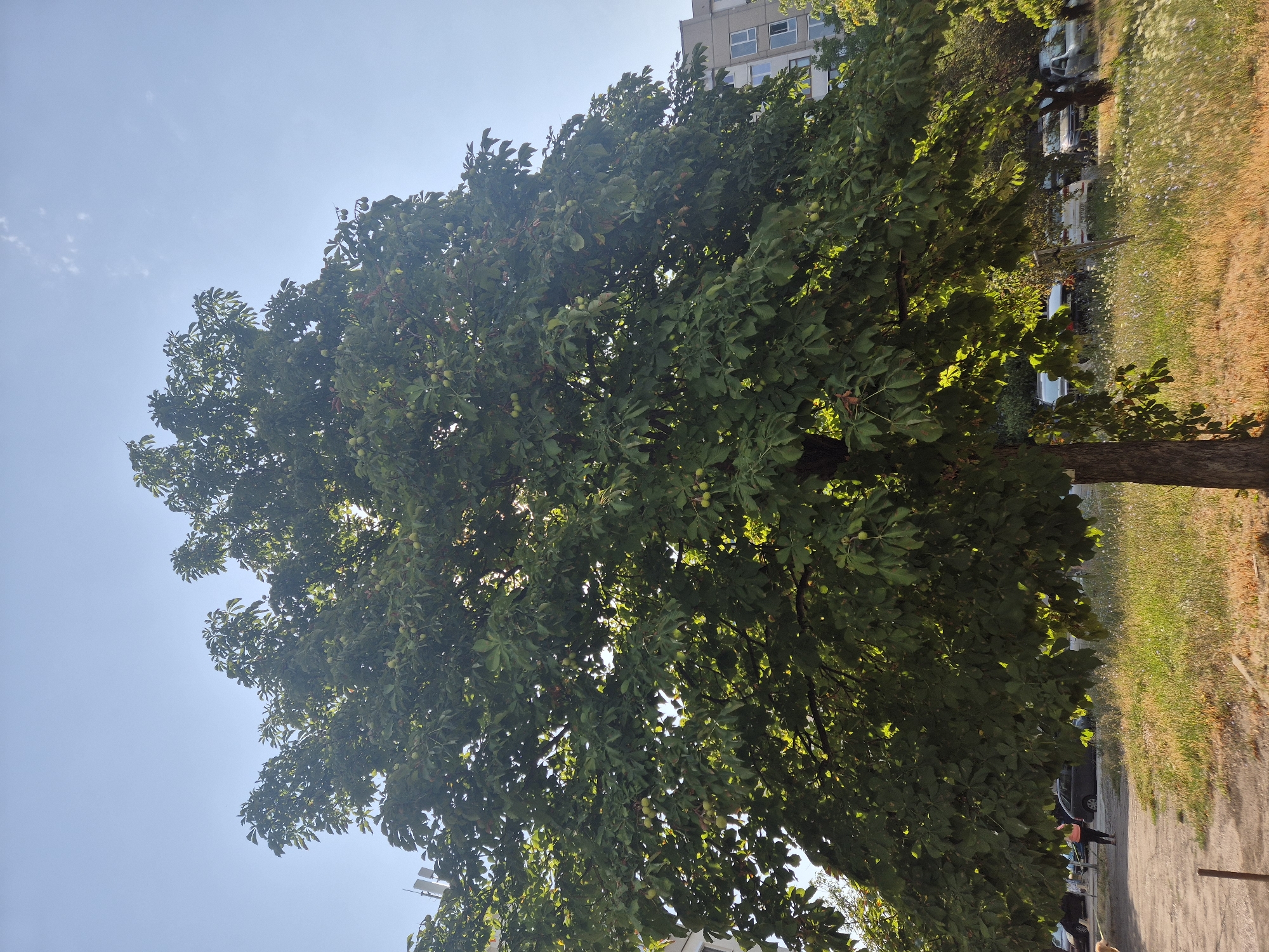 The image depicts a large chestnut tree in bloom, with its branches full of green leaves and developing conkers. The tree is positioned in an urban setting, likely Sofia, Bulgaria, as indicated by the presence of apartment buildings and parked cars in the background. A clear blue sky with a few wispy clouds serves as the backdrop, suggesting a sunny day. In the foreground, a person is walking their dog on a paved path, with a grassy area and wildflowers to the right of the path. The overall scene is one of everyday urban life, with nature integrated into the cityscape.