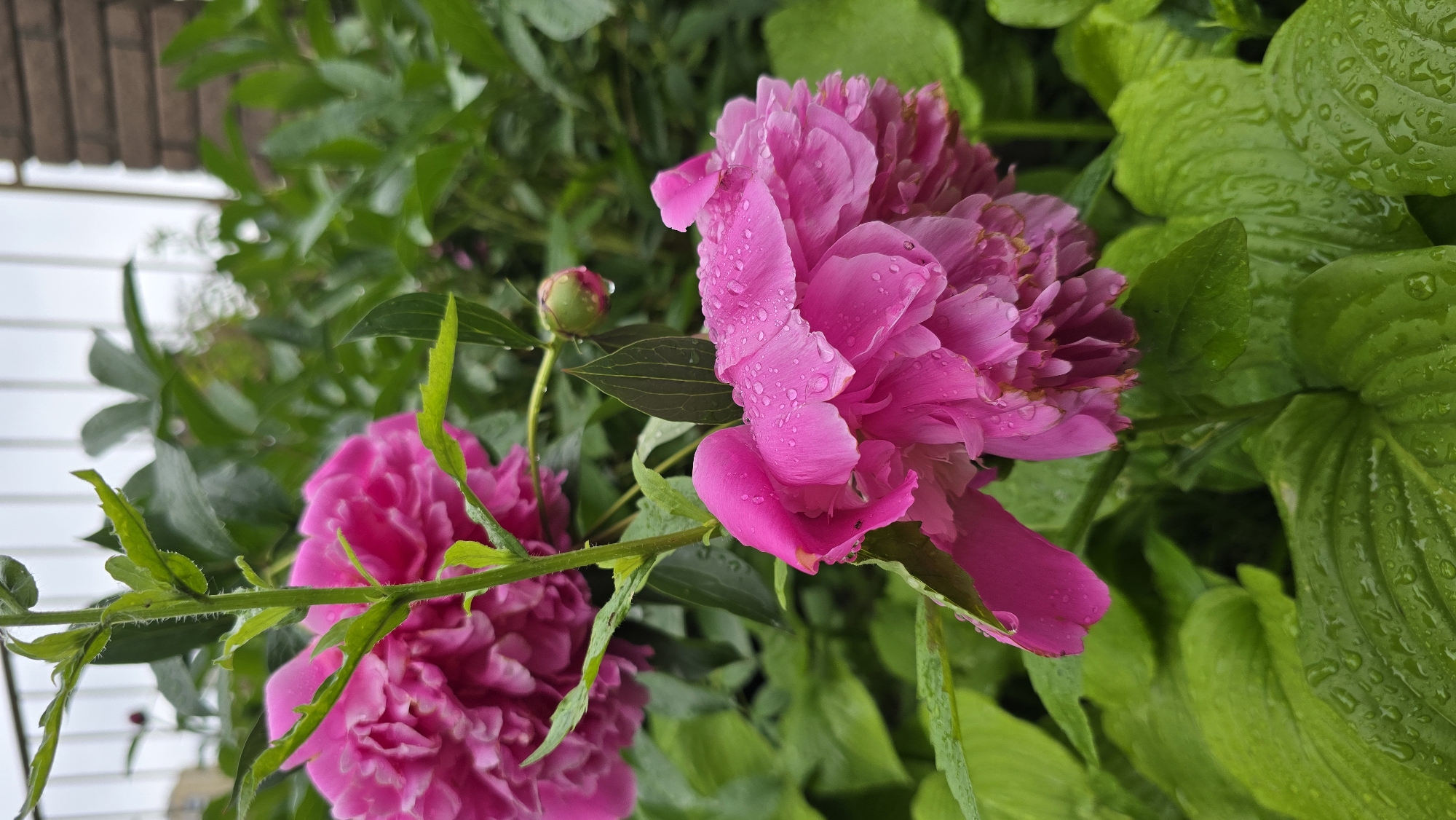 A vibrant close-up portrait shot captures two blossoming pink peonies and a smaller bud, set amidst lush green foliage in what appears to be a garden in Kyiv, Ukraine. The dominant feature is a large, fully opened pink peony, its intricate petals adorned with numerous shimmering water droplets, indicating recent rainfall. To its lower left, another peony flower is partially visible, also in full bloom and covered in droplets. Above and slightly to the left of the lower peony is a tightly closed bud, glistening with a single, prominent water drop.
The peonies are surrounded by a variety of green leaves. Some are darker and more finely textured, likely belonging to the peony plant itself, while broader, lighter green leaves with pronounced veins, possibly hostas, fill the right side of the frame, also beaded with water. The background is softly blurred, revealing more green foliage, a segment of white horizontal siding, and a hint of a dark brown, possibly brick, structure at the very top left, suggesting a residential garden setting. The image evokes a sense of freshness and natural beauty after rain. No text is visible.