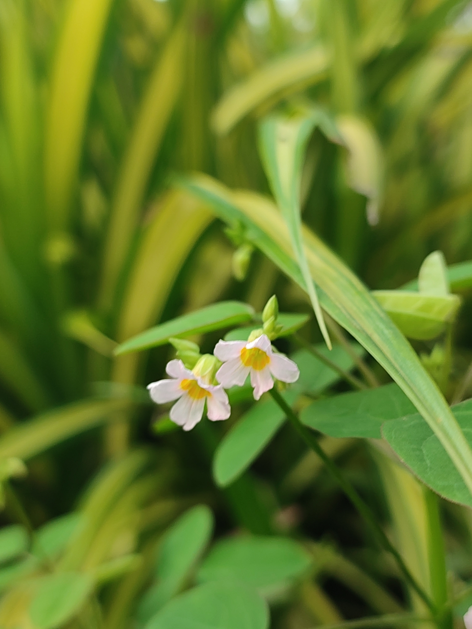 The image depicts two small, white flowers with yellow centers amidst green foliage. The plant leaves are a combination of clover-shaped leaflets and long, slender blades. Background vegetation appears blurred, with yellow and green striped leaves. The image suggests an outdoor setting with natural lighting. The location in Blangriek, Indonesia, implies a tropical climate suitable for this type of plant growth. No people are visible.