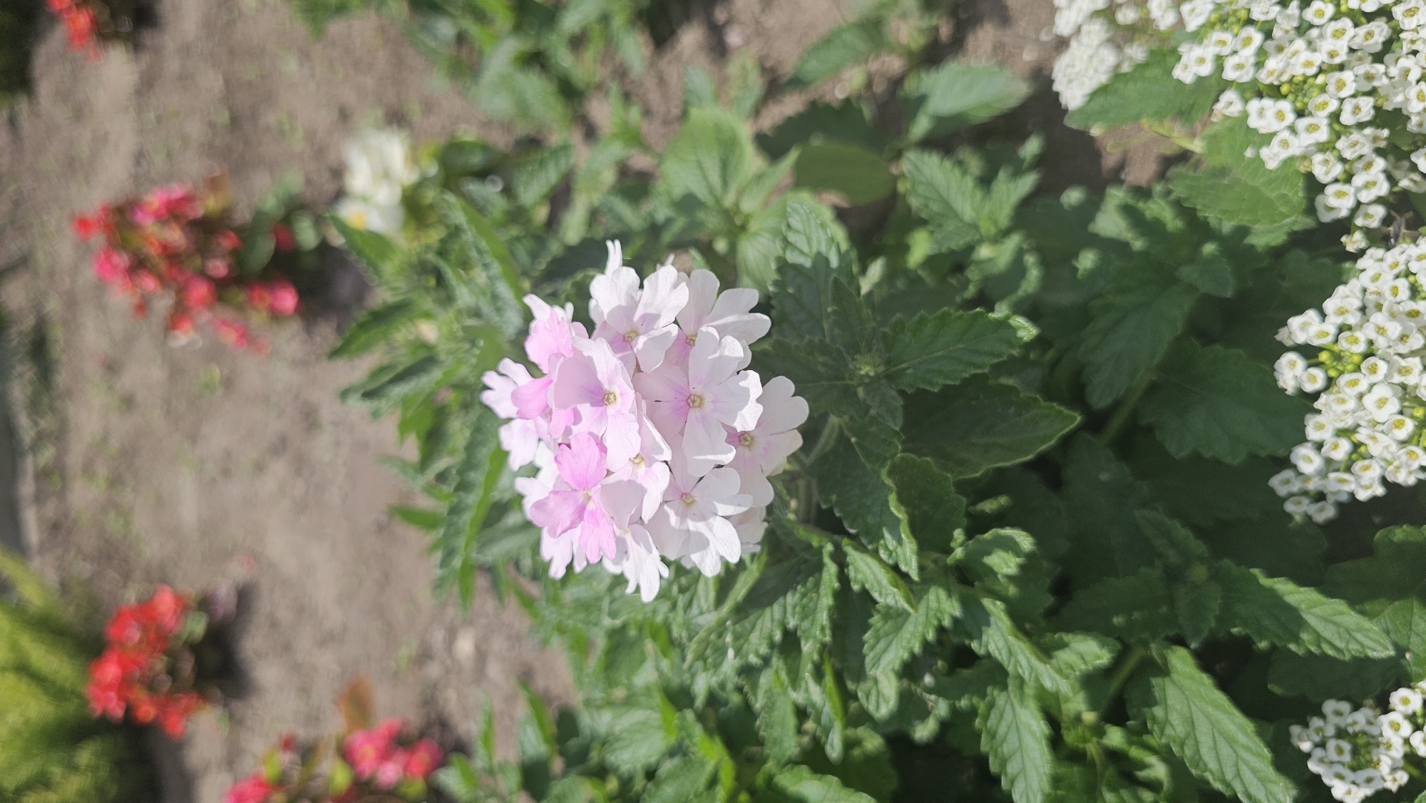 A cluster of pale pink and white flowers with small petals are in focus in the foreground of the image, nestled amongst dark green leaves. In the background, out of focus, are more flowers. To the left and right, blurred red flowers are visible. The ground appears to be a mixture of soil and mulch. The lighting suggests it is daytime with bright sunlight, casting shadows. This photograph was taken at a public garden in Oakville, Canada.