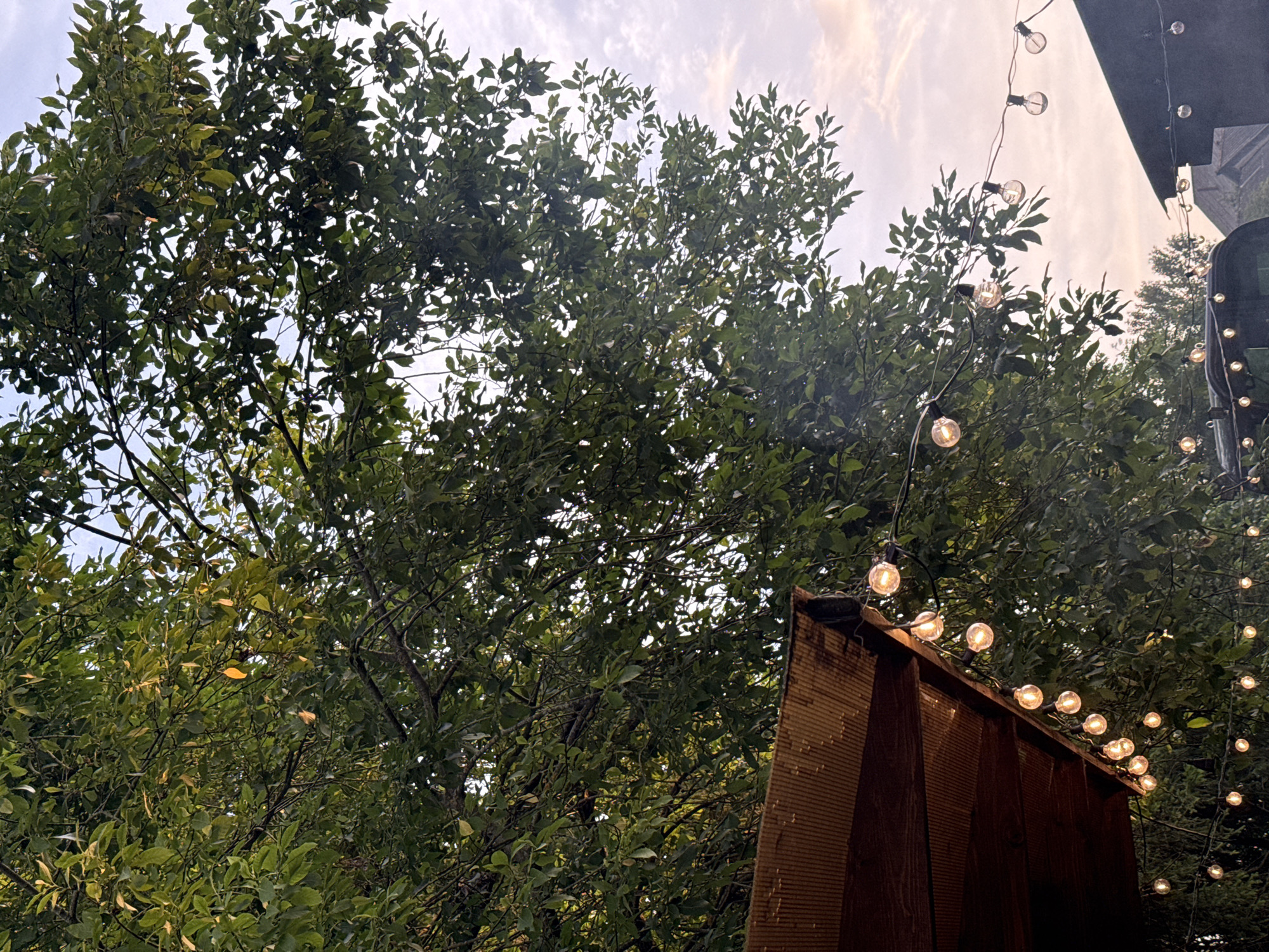 An outdoor scene at dusk in Sharkan, Russia, features a large tree with dense green foliage dominating the upper portion of the frame. A rustic wooden awning, with a corrugated metal roof, juts into the lower left corner of the image. String lights with glowing Edison bulbs are draped along the edge of the awning and extend further into the scene, illuminating the branches and sky. In the background, parts of buildings and possibly vehicles are visible, shrouded in dim light. The sky transitions from a soft pink to a pale blue, indicating the approaching sunset. The overall atmosphere is serene and slightly mysterious.