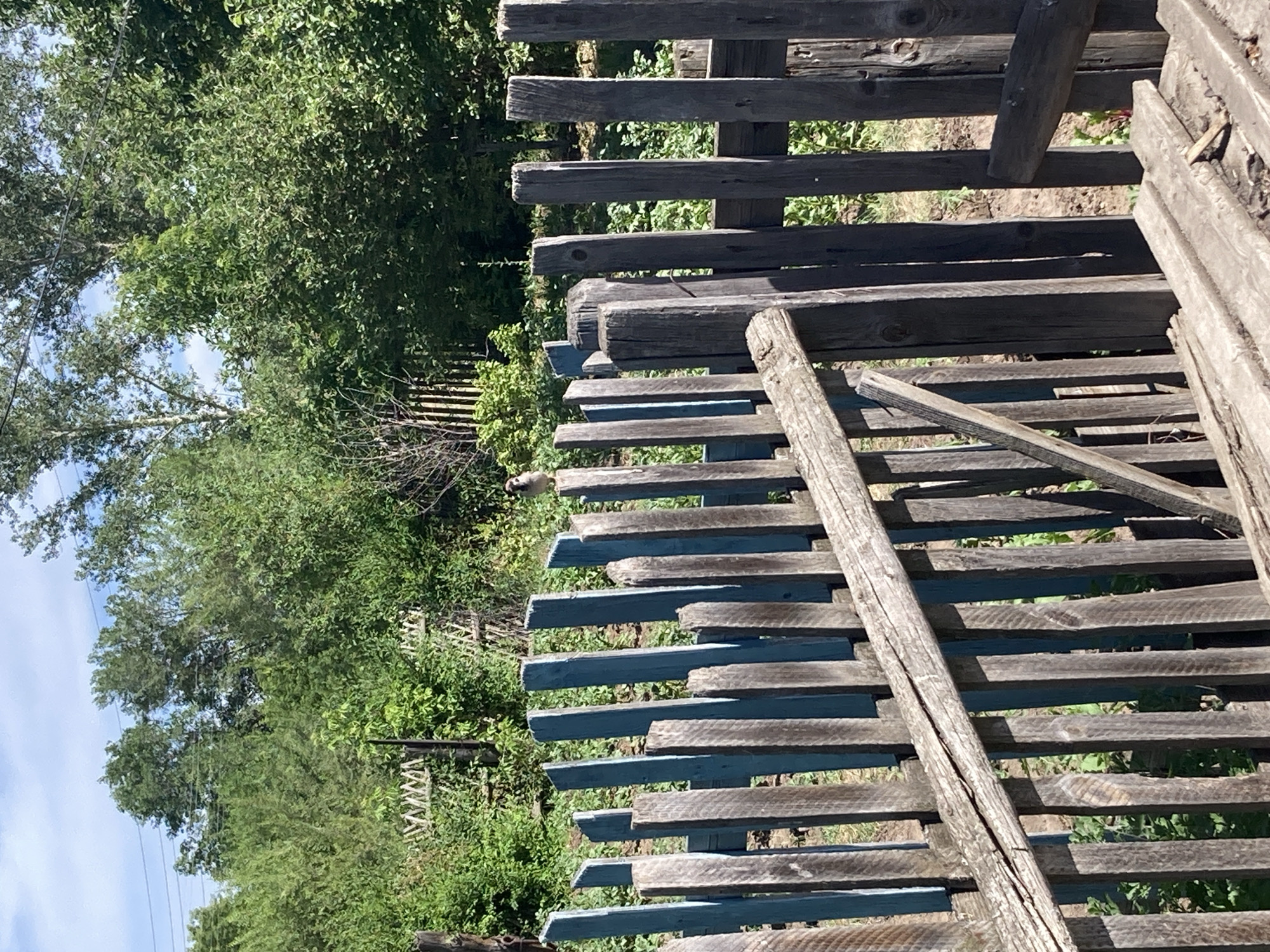 The image depicts a rustic outdoor scene, likely in a rural setting, with a focus on a weathered wooden fence. The fence is constructed from vertical wooden planks, some of which are painted blue, while others are weathered gray. A small bird, possibly a sparrow, is perched on top of one of the gray planks. Behind the fence, lush green foliage and trees are visible under a bright sky, suggesting a daytime setting. The ground appears to be soil or dirt, with some sparse vegetation. The overall impression is one of a simple, perhaps abandoned or neglected, yard. The image does not contain any explicit information about the city of Celo Rakity, Russia.