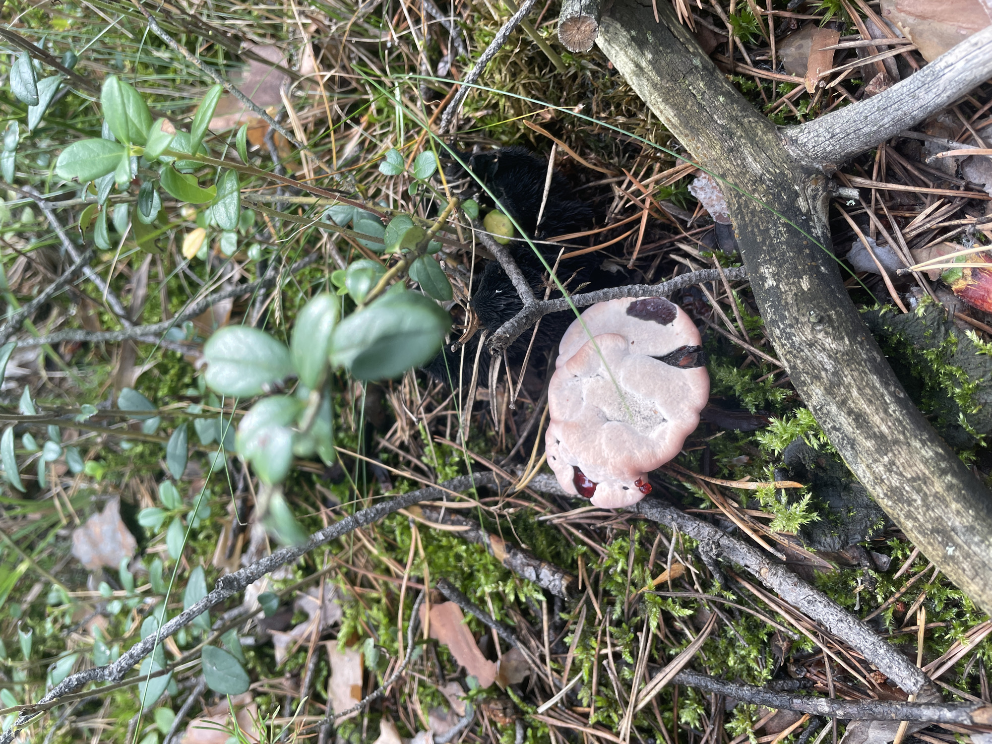This is a close-up, eye-level, outdoor photograph taken on the ground in a forest environment, possibly in Barsovo, Russia, given the context of the prompt. The scene is dominated by natural elements. In the foreground and mid-ground, there is a light pink mushroom with dark brown markings and what appear to be red droplets on its cap. The mushroom is nestled amongst pine needles, moss, and various twigs and branches. Some of the branches are grey and weathered, while others are thinner and darker. Green foliage, likely from lingonberry plants, is visible throughout the frame. The background is softly blurred, showing more of the forest floor and vegetation. There are no people or animals present in the image. The lighting suggests an overcast or shaded day.