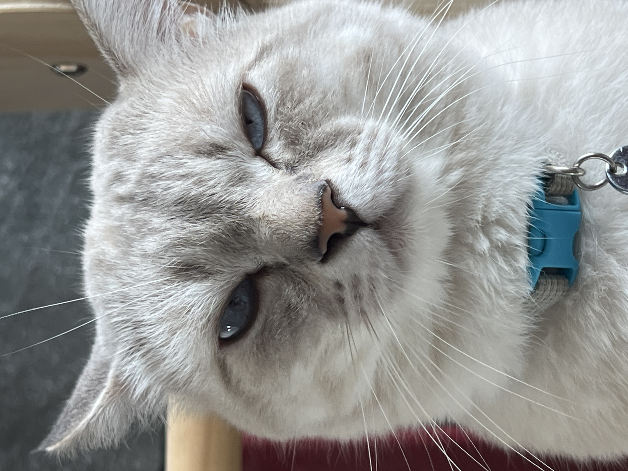 This is a close-up, eye-level, medium shot photograph of a light-colored cat with blue eyes. The cat is looking directly at the camera with a serious expression. The background is blurred and appears to be an indoor setting with hints of red and wooden furniture. The cat is wearing a teal collar with a silver tag. The lighting is soft and natural. The image is sharp and detailed, capturing the texture of the cat's fur and whiskers.
