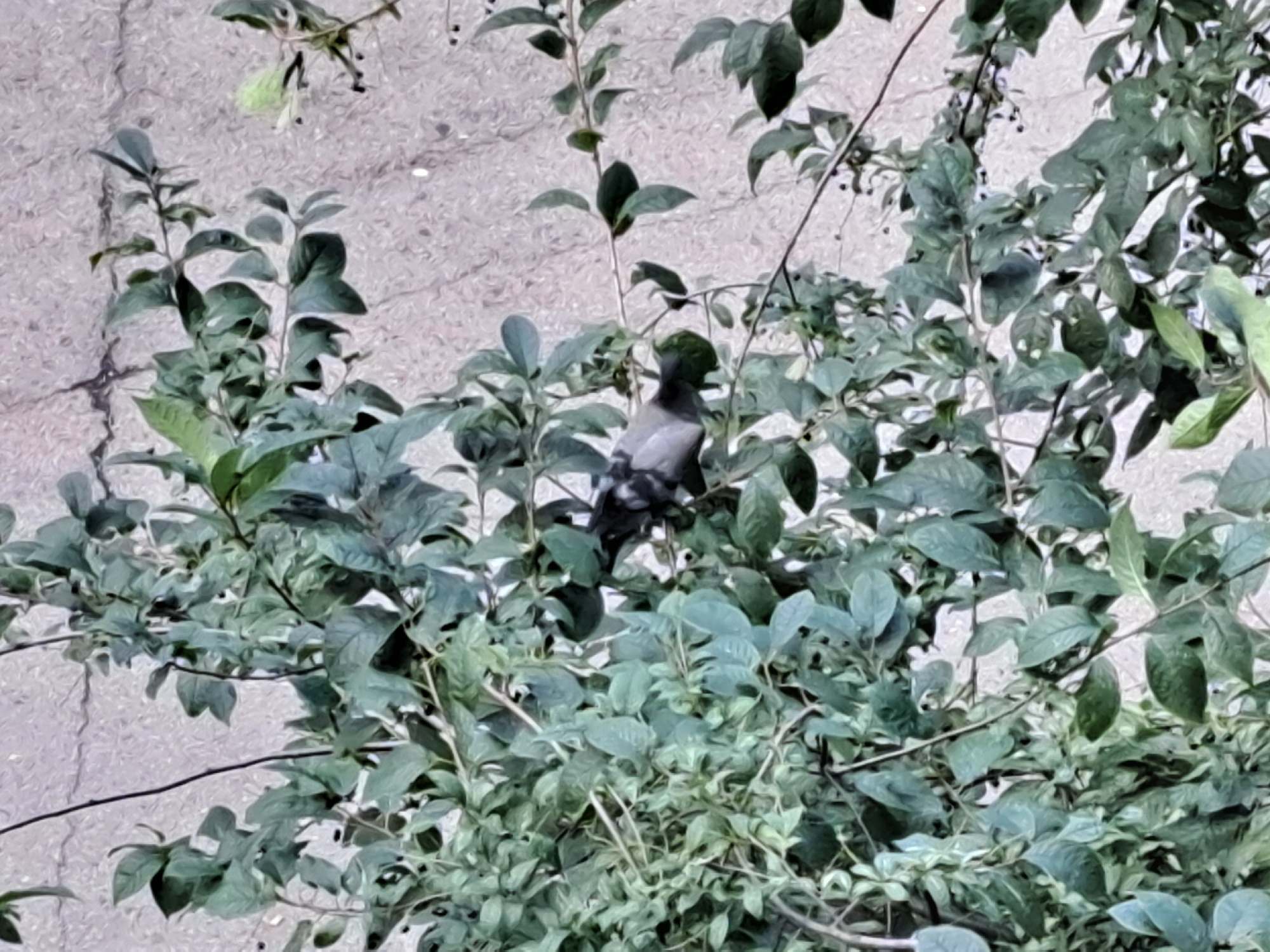 A pigeon is perched on a branch of a leafy tree. The background is a textured, light-colored wall, possibly concrete or stucco, with some visible cracks. The image is shot from a slightly low angle, looking up at the bird and the tree. The lighting appears to be natural daylight, casting subtle shadows among the leaves. The scene is static and does not depict any specific action or interaction. No people are visible. This image was captured in Irkutsk, Russia.