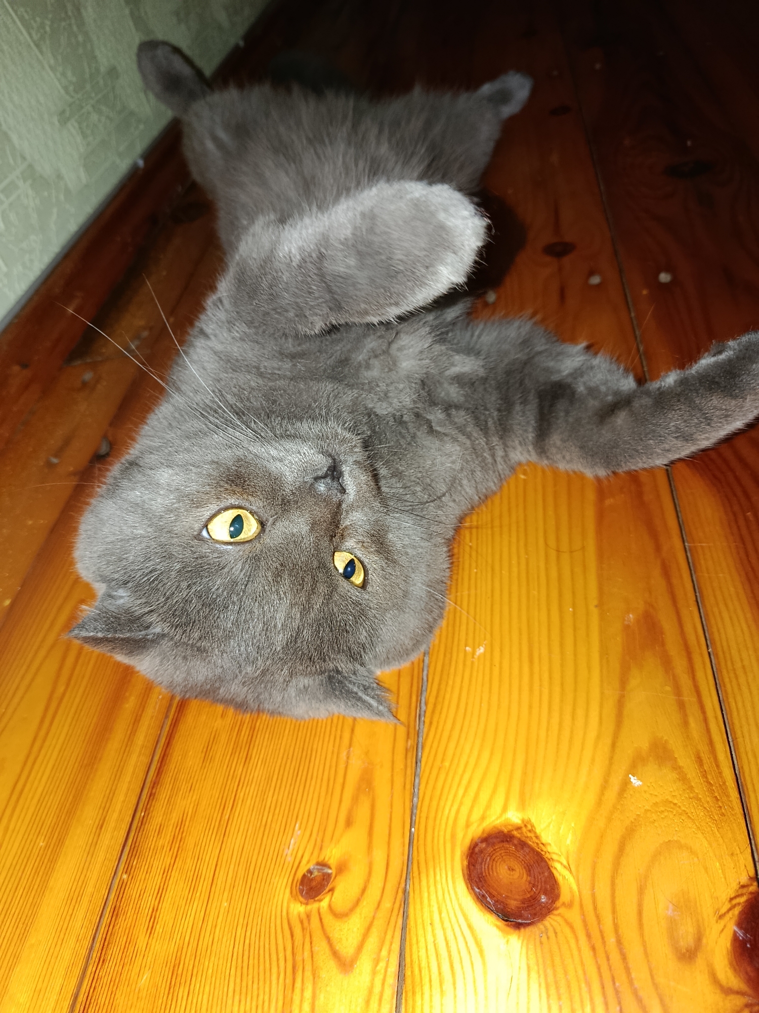 A close-up, overhead shot shows a grey cat lying on its back on a wooden floor. The cat has bright yellow eyes and is looking directly at the camera. Its paws are raised in the air. The wooden floor is made of planks with a visible grain and knot pattern, and it has a warm, orange-toned polish. To the left of the cat, a light green textured wall is visible. The image is a photograph taken indoors, likely in a residential setting. There is no indication that this image is related to the city of Baku, Azerbaijan.