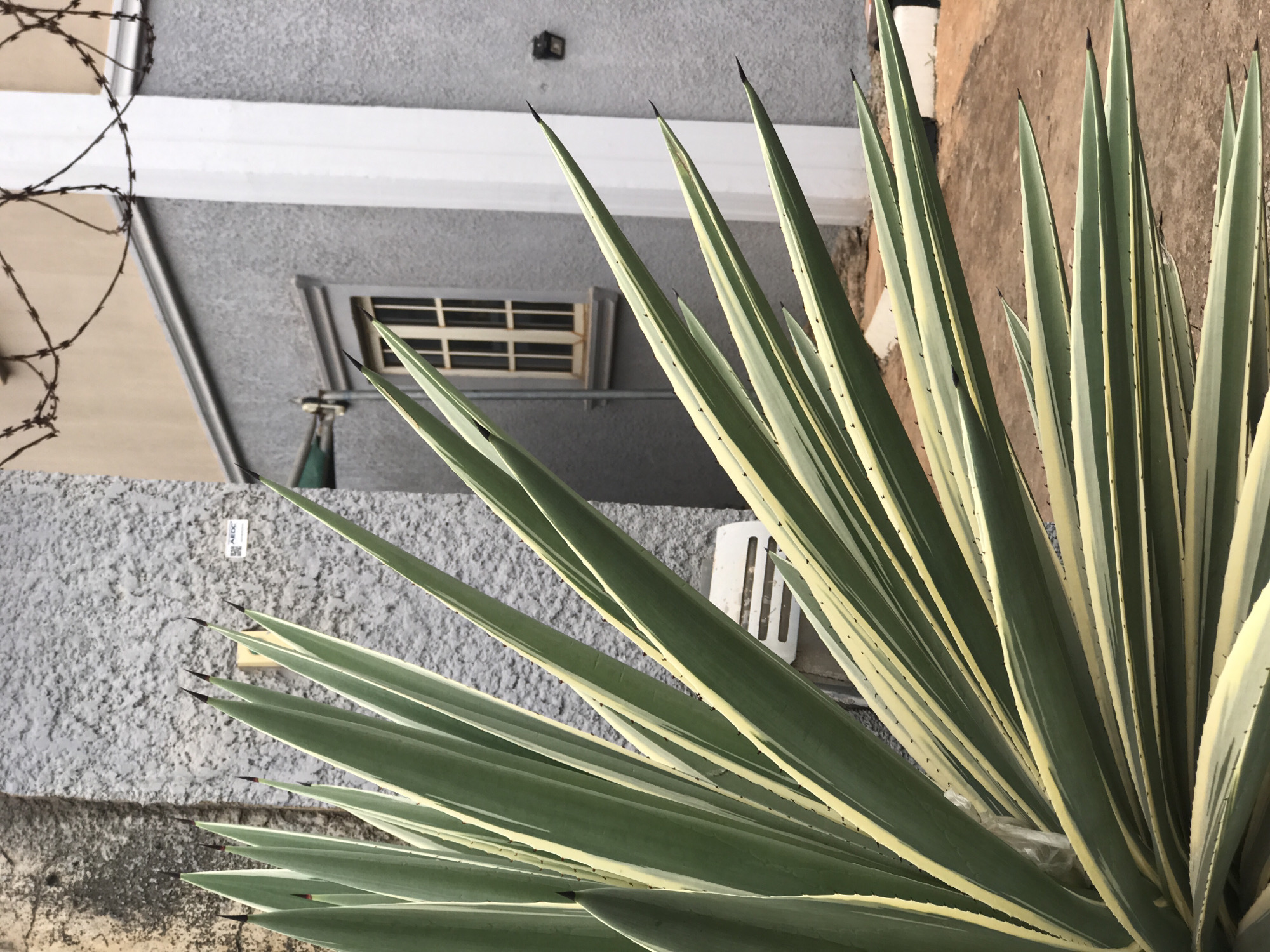 The image captures a close-up, upward-angled perspective of a large variegated agave plant, likely Agave americana 'Marginata', with its striking sword-shaped leaves filling much of the frame. The leaves feature prominent deep green centers bordered by creamy yellow margins, each ending in a sharp, dark spine.
In the background, a building with a textured grey wall and a white horizontal beam or trim is visible. A small, rectangular window with a white frame and horizontal slats is set into this grey wall. Above the window, a small, dark rectangular object, possibly a security camera or sensor, is mounted on the wall. To the far left, coiled barbed wire (razor wire) is present, suggesting a security measure. Further to the right, a section of a reddish-brown textured wall is seen behind the agave.
A concrete wall or ledge, showing weathering and patches of dirt, forms the lower-left background. A white object with vertical slots, possibly a vent or part of an electrical fixture, is partially obscured by the agave leaves against the grey wall. Nestled within the plant's dense foliage, a piece of crumpled white plastic material is visible.
The scene is illuminated by bright daylight, indicating clear weather conditions. The robust agave and visible security elements suggest an outdoor setting, potentially a garden or property exterior in Abuja, Nigeria. A small white label with faint, indecipherable black text, possibly "AROC," is visible on the grey wall. No human activity or explicit emotions are conveyed in this static scene.