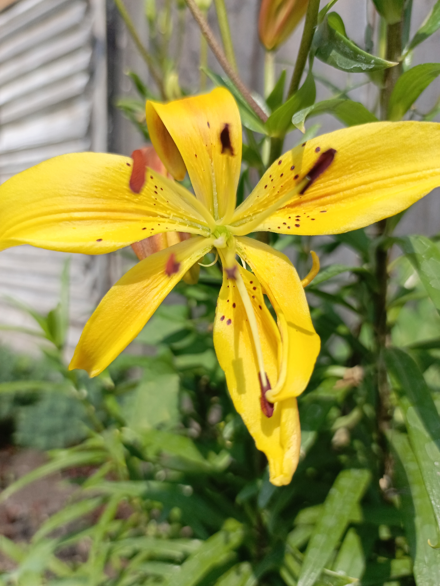 A close-up, eye-level, outdoor, daytime, vertical, full shot focuses on a vibrant yellow lily flower. The flower is in bloom, showcasing its delicate petals with dark red-brown speckles and streaks. The pistil and stamens are visible in the center, along with a curved yellow stigma. The lily is surrounded by lush green foliage, creating a natural backdrop. In the background, a blurred wooden fence suggests a garden or backyard setting. The lighting is bright, indicating natural sunlight. No people or animals are present in the scene. The image was taken in Zalesovo, Russia.