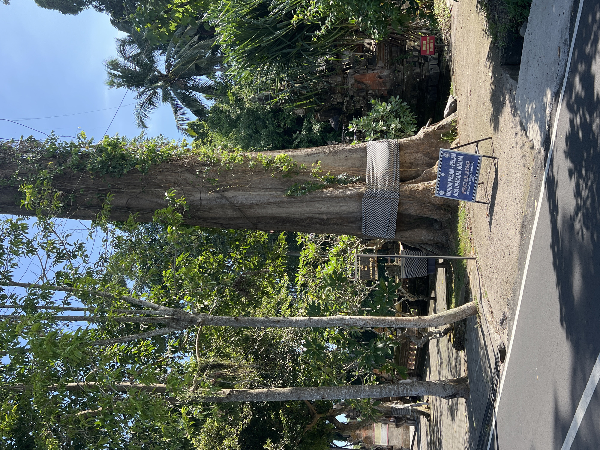 The image depicts a tall tree in Petulu, Indonesia, wrapped with a black-and-white checkered fabric. A sign stands next to the tree, partially obscured by vegetation, bearing the text "MOHON PELAN-PELAN ADA UPACARA AGAMA PECALANG DESA ADAT TEGALLANTANG UBUD." Additional signs are visible in the background. The surrounding environment includes trees and a paved road.