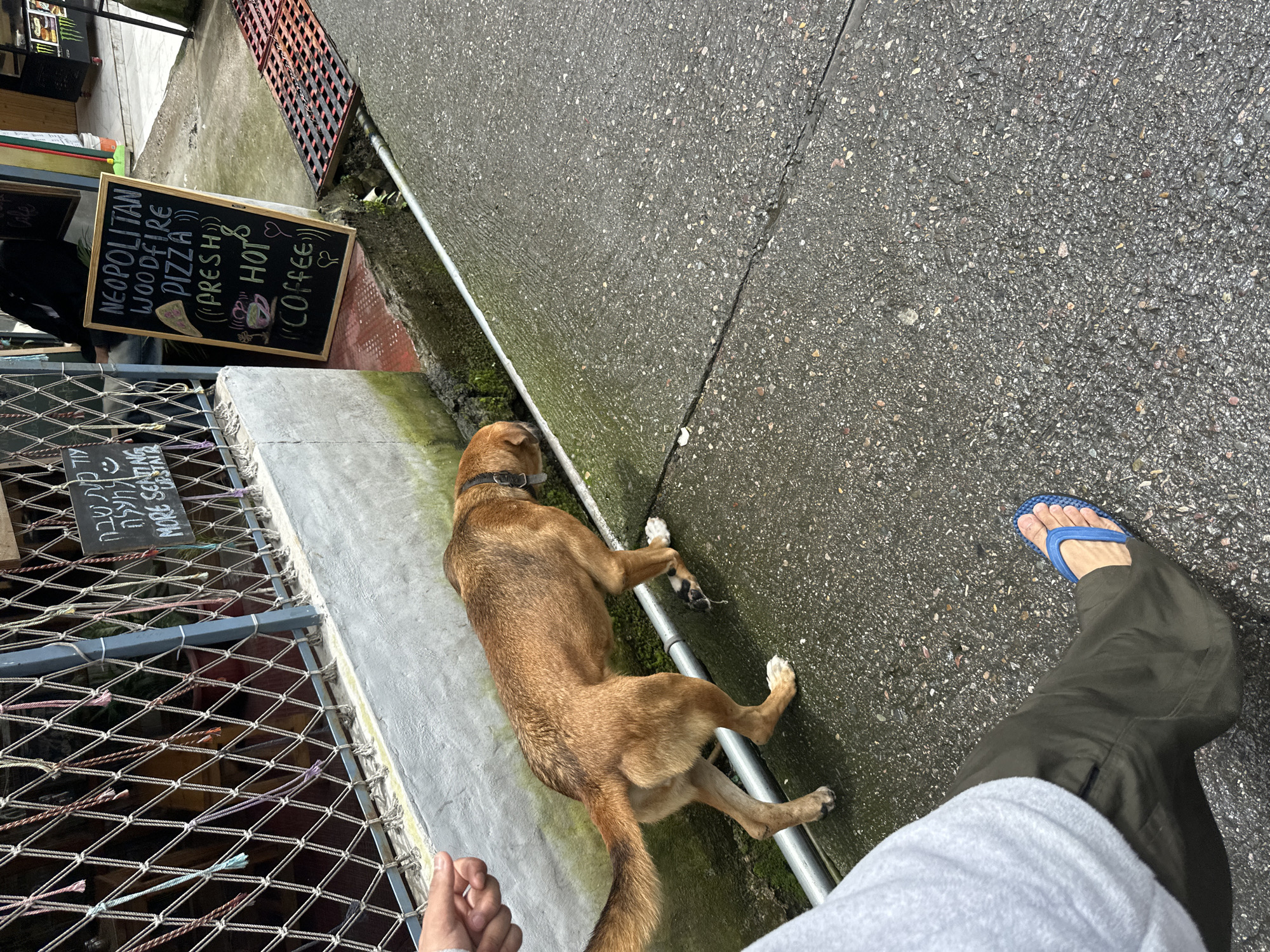 In an outdoor setting, a medium-sized, brown dog with a black collar is sniffing along a concrete curb. A person's hand is visible in the upper left corner, reaching towards the dog. A chalkboard sign stands to the right of the dog, displaying text that includes "NEOPOLITAN WOODFIRE PIZZA" and "HOT COFFEE". The ground is wet, suggesting recent rain. A metal grate is present in the middle right of the image. The scene appears to be on a street or sidewalk in an urban environment.