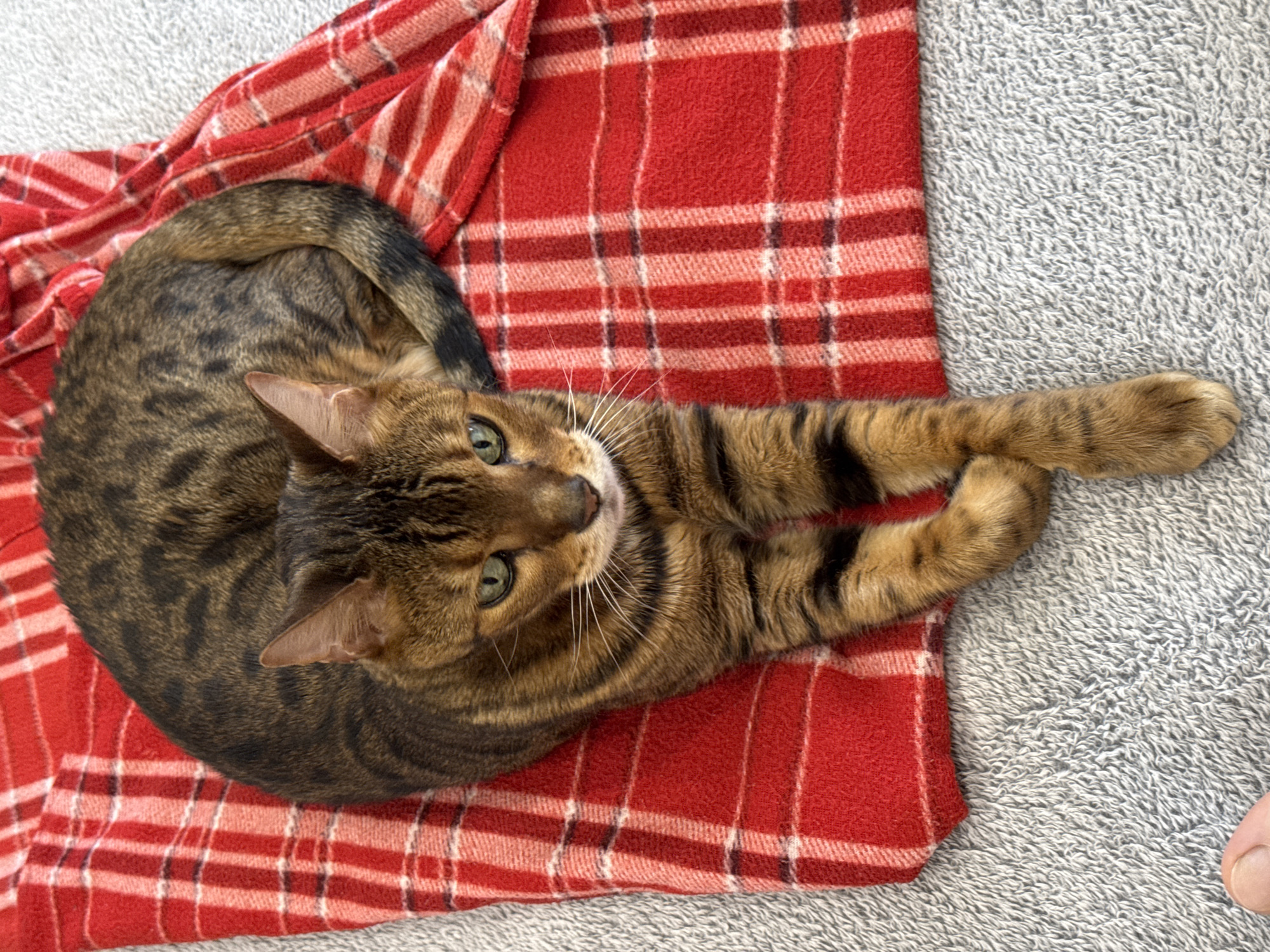 A tabby cat with green eyes is curled up on a red and white plaid blanket. The cat is lying on its side with its front paws crossed. Its tail is curled around its body. The blanket is draped over a gray, fuzzy surface. The scene appears to be indoors.