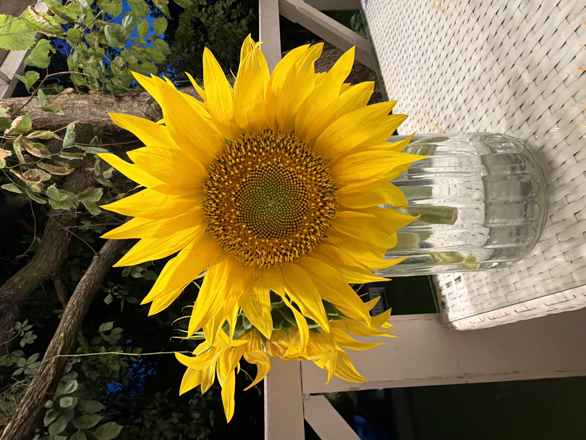 A close-up, eye-level shot captures a vase of sunflowers on a white woven table. The vase, made of clear, ribbed glass, holds at least three large, vibrant yellow sunflowers. The largest sunflower is front and center, its petals fanned out, showcasing a detailed brown and yellow center. To its left, two other sunflowers are partially visible, their petals also bright yellow. In the background, dark foliage and tree branches suggest an outdoor setting, possibly at dusk or night, with faint blue light filtering through the leaves. The scene is located on a porch or balcony, indicated by a white railing in the mid-ground. The overall impression is one of natural beauty against a dimly lit, possibly urban environment. The location of Скорняково, Russia is not discernible from the visual information presented in the image.