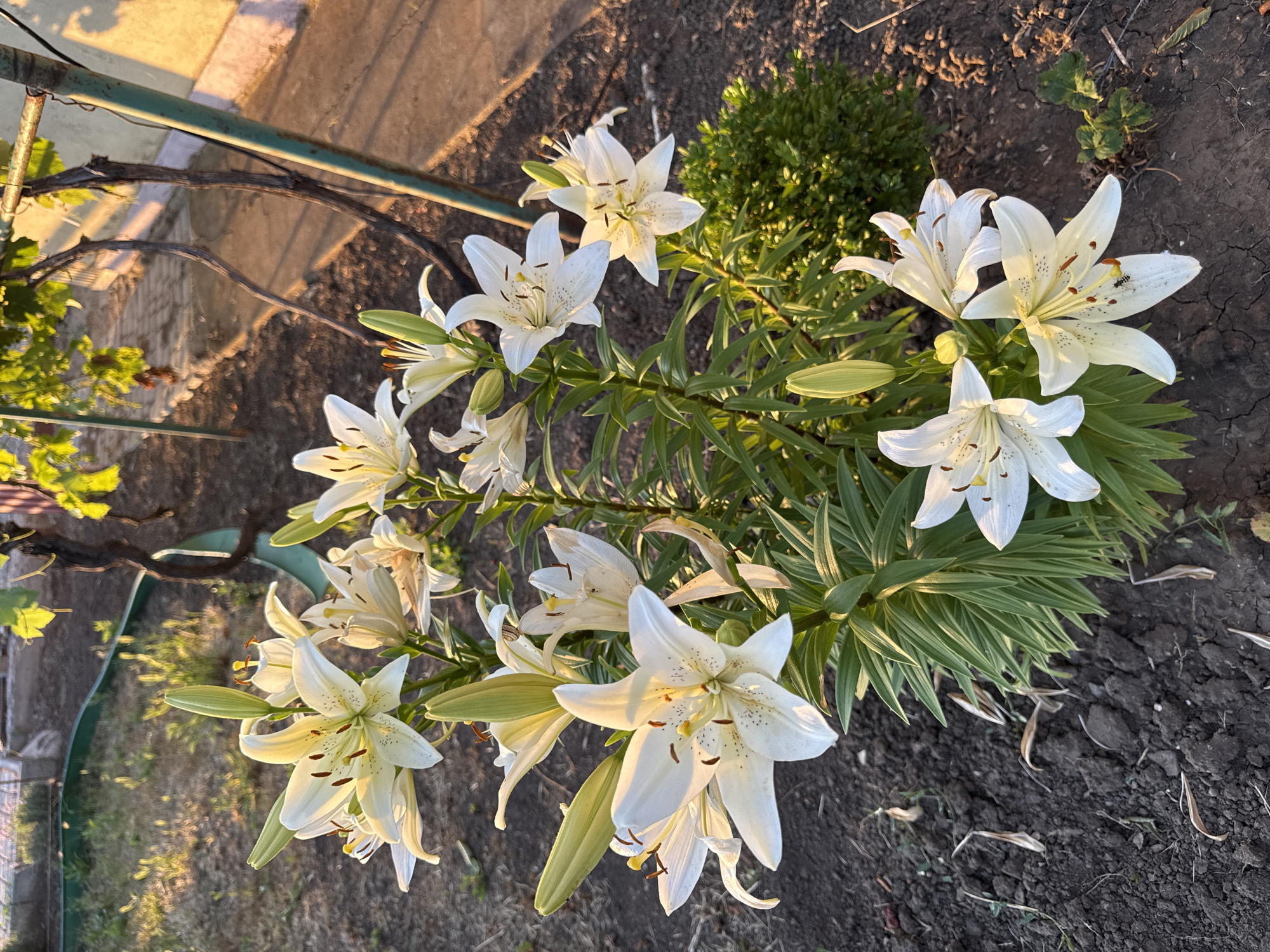In Protopopivka, Ukraine, a close-up shot captures a cluster of white lilies blooming in a garden. The lilies, with their prominent stamens and delicate petals, are illuminated by the warm glow of the setting sun. The background features a weathered metal fence post, a green plastic garden edging, and dry soil with scattered dead leaves, indicating a garden setting. A few green leaves from a nearby bush are visible on the right side of the frame. The overall scene is peaceful and serene.