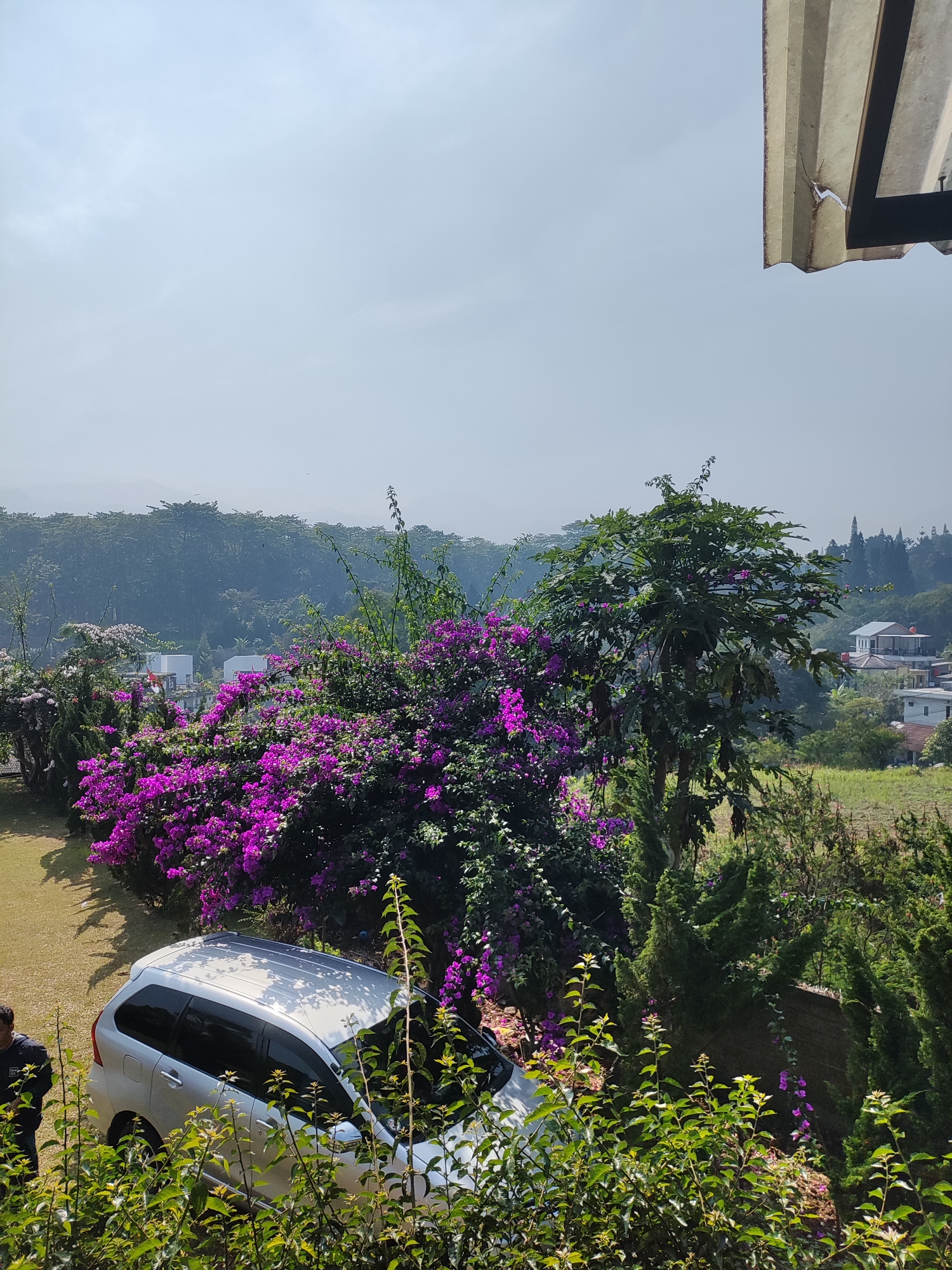 This image depicts a view of a hilly landscape in Cisarua, Indonesia, on a clear day. In the foreground, a silver MPV is parked on a grassy area next to a vibrant cluster of purple bougainvillea flowers. A person wearing a dark shirt and pants stands near the front of the car. Behind the car and flowers, a dense forest covers the hills, with a few houses and buildings visible amidst the trees in the mid-ground. The sky is a pale blue with a hint of haze, suggesting a warm climate. A portion of a corrugated metal awning or roof structure is visible in the upper right corner of the frame. The overall scene conveys a serene and natural environment typical of a residential area in a mountainous region.