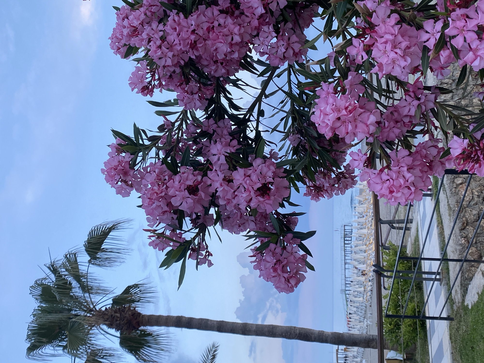 The image depicts a scene in Alanya, Turkey, featuring a beachside setting. In the foreground, clusters of pink oleander flowers dominate the upper part of the frame, hanging from branches with green leaves. Below the flowers, a palm tree is visible, with its trunk rising upwards and its fronds spreading out. In the background, a beach is filled with rows of white lounge chairs and umbrellas. A metal railing and tiled pathway are present, separating the beach from a grassy area. The sky is light blue with some clouds, suggesting either early morning or late afternoon.