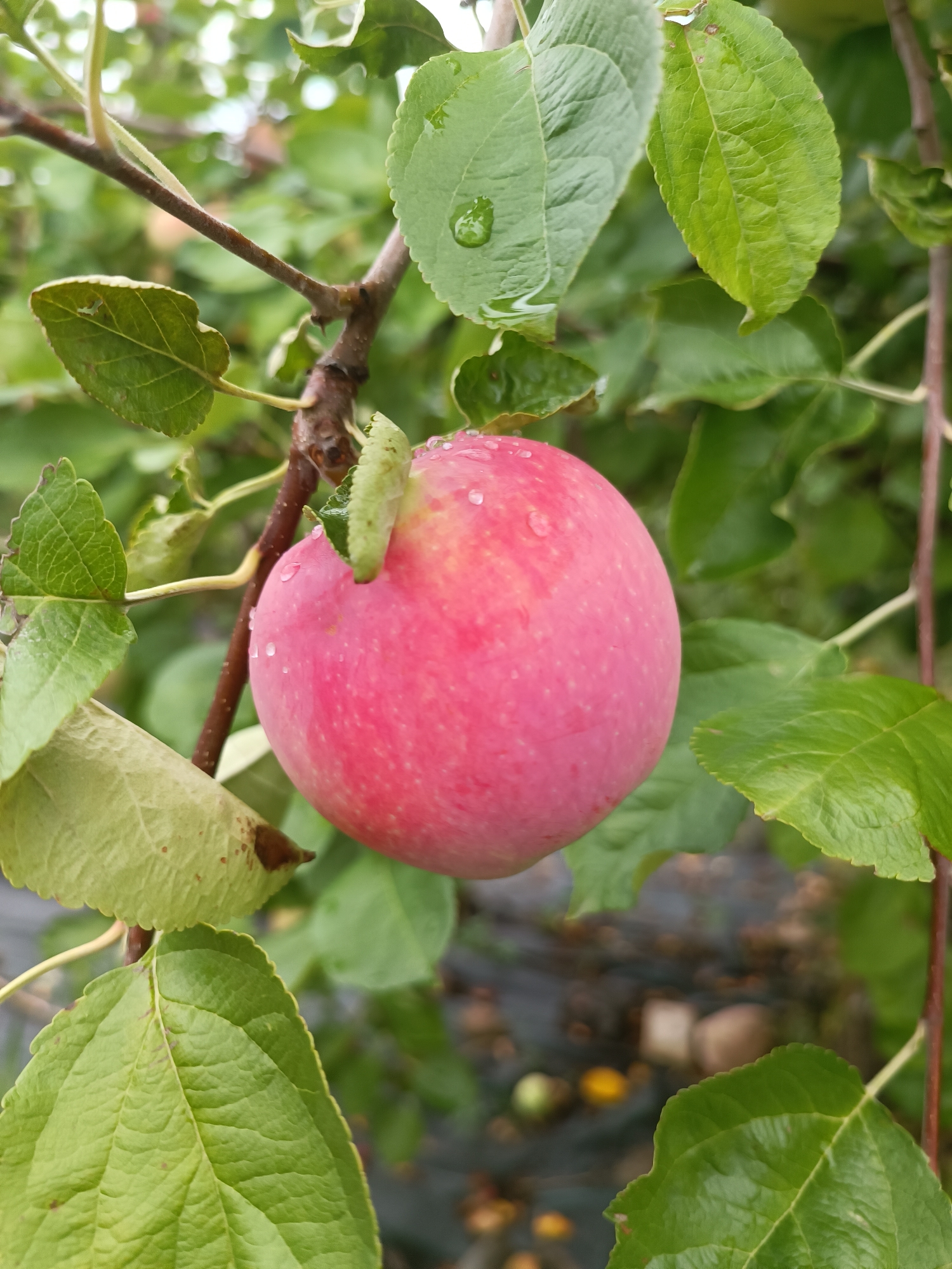 In the Belarusian village of Tel'minski village council, a bright pink apple hangs from a branch, glistening with water droplets. A small, light green caterpillar is perched on top of the apple, its body curled. The apple is surrounded by lush green leaves, some of which also have water droplets. The background is blurred, showing more foliage and a hint of the ground below, which appears to be covered in dark material. The scene suggests a recent rainfall in a natural setting, possibly an orchard.