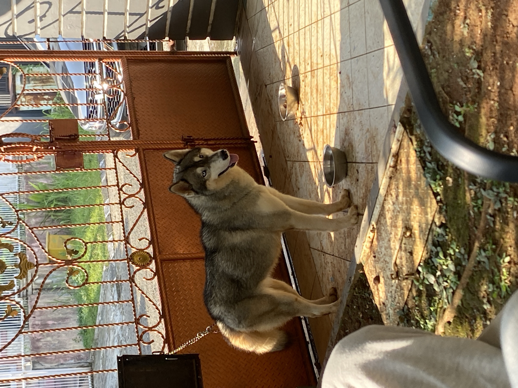 A medium shot captures a Siberian Husky standing on a tiled patio in the city of Dukuh, Indonesia. The dog is facing left, with its body angled towards the camera. It has grey and white fur, with distinctive blue eyes. The dog is wearing a silver chain around its neck, attached to a larger chain that is secured to a dark brown metal gate. Two metal bowls are placed on the tiled ground in front of the dog; one appears to contain food remnants, and the other has water. Behind the dog, the gate is a weathered dark brown, with ornate red metal scrollwork at the top. Beyond the gate, a sliver of a modern silver car and lush green vegetation are visible. To the right of the dog, a portion of a light-colored brick wall is visible, showing a geometric pattern. In the foreground, a blurred section of a person's lap, wearing a light-colored garment, is visible on the left, and a black metal railing is prominent on the right. The scene is illuminated by strong sunlight, creating distinct shadows on the ground.