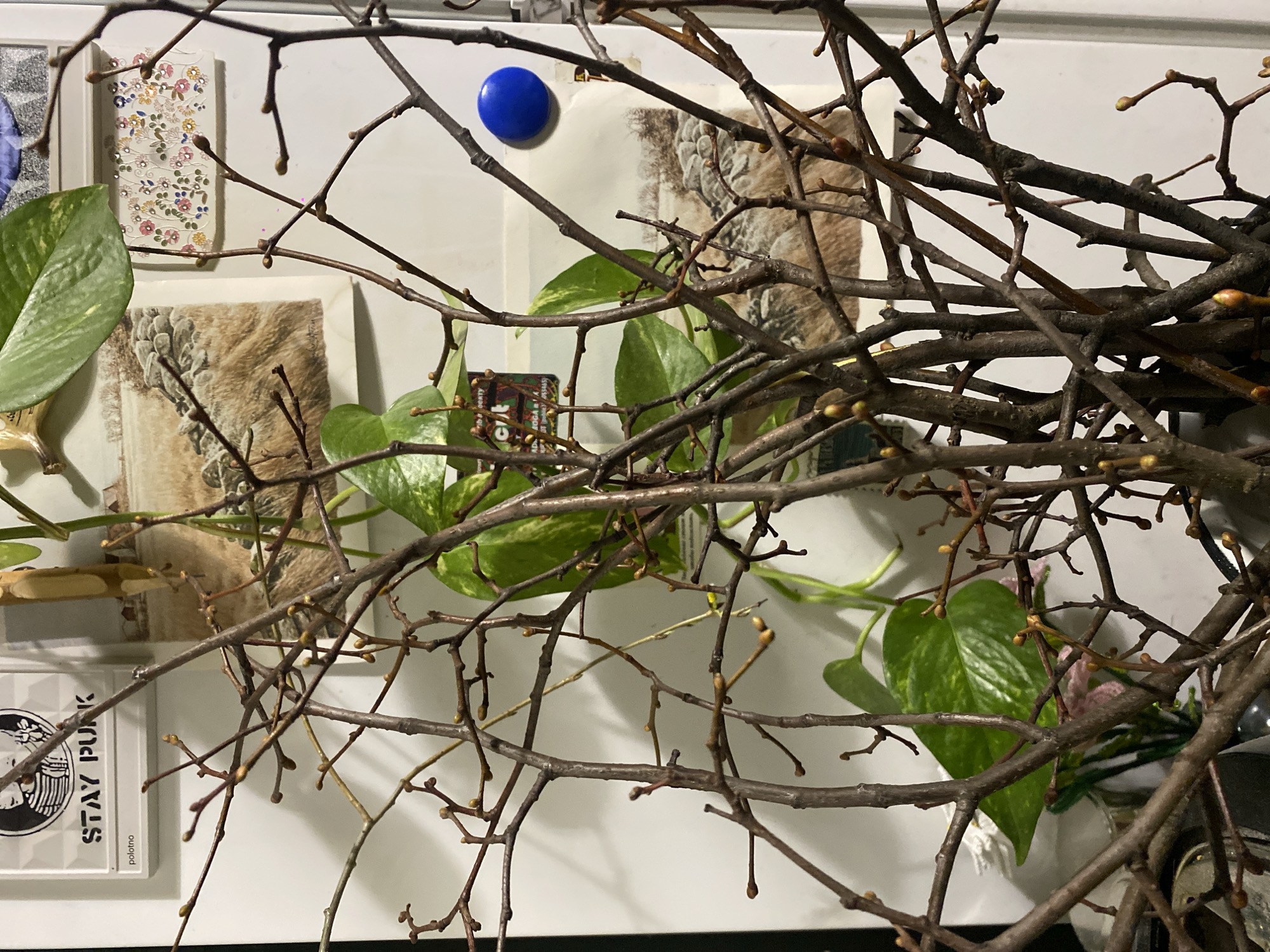 The image displays a close-up, frontal view of a dense arrangement of bare, deciduous tree branches, densely covered with small, light brown to yellowish buds, suggesting early spring. These branches occupy the majority of the foreground, partially obscuring the background. Behind the branches, a white vertical surface, identified as a refrigerator door, is visible. Affixed to this surface are multiple items: A rectangular white magnet featuring a black and white graphic of two figures and the text "STAY PUNK" with "polotno" in smaller text below. A vibrant green, variegated Pothos plant (Epipremnum aureum) with large leaves is partially visible, interspersed among the branches. Two rectangular prints or postcards depicting a landscape with a stone wall and dry fields are present. A smaller, rectangular decorative card with a colorful floral pattern and small embellishments is also visible. A distinct circular blue magnet is positioned towards the right side of the frame. Additionally, a partially obscured label or magnet displaying text, which includes "OERT," is discernible. The scene is consistent with an indoor domestic environment in the city of Khimki, Russia.