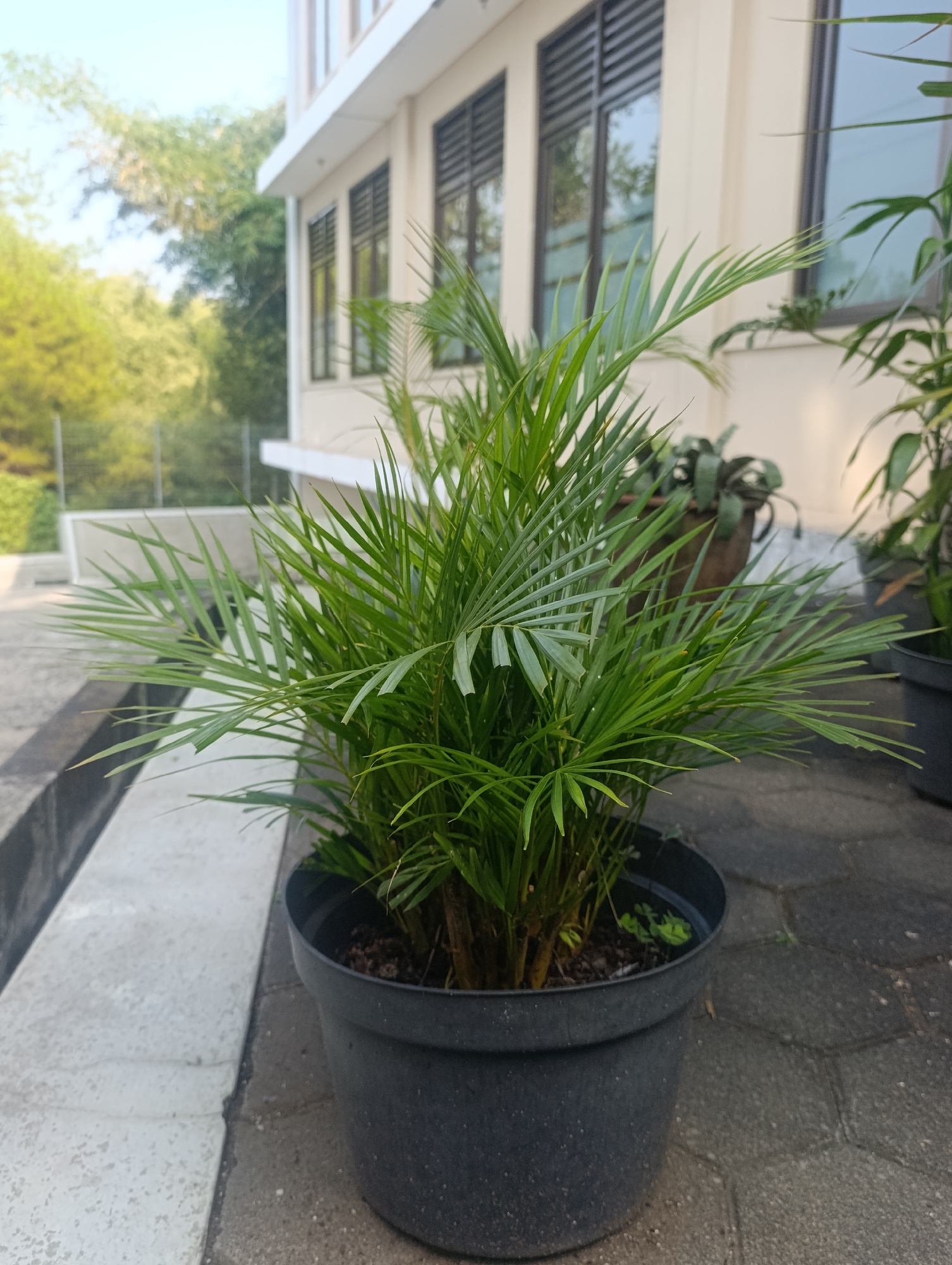 In Cihanjuang, Indonesia, a medium-sized potted Areca palm stands on a paved walkway. The plant, with its numerous long, slender green fronds, is housed in a textured black plastic pot. Behind the palm, a building with cream-colored walls and dark-framed windows is visible, partially obscured by the foliage. The walkway is composed of gray hexagonal paving stones. In the background, blurred green trees suggest a natural setting or parkland. The lighting indicates it is daytime, likely morning or late afternoon, given the soft light and shadows.