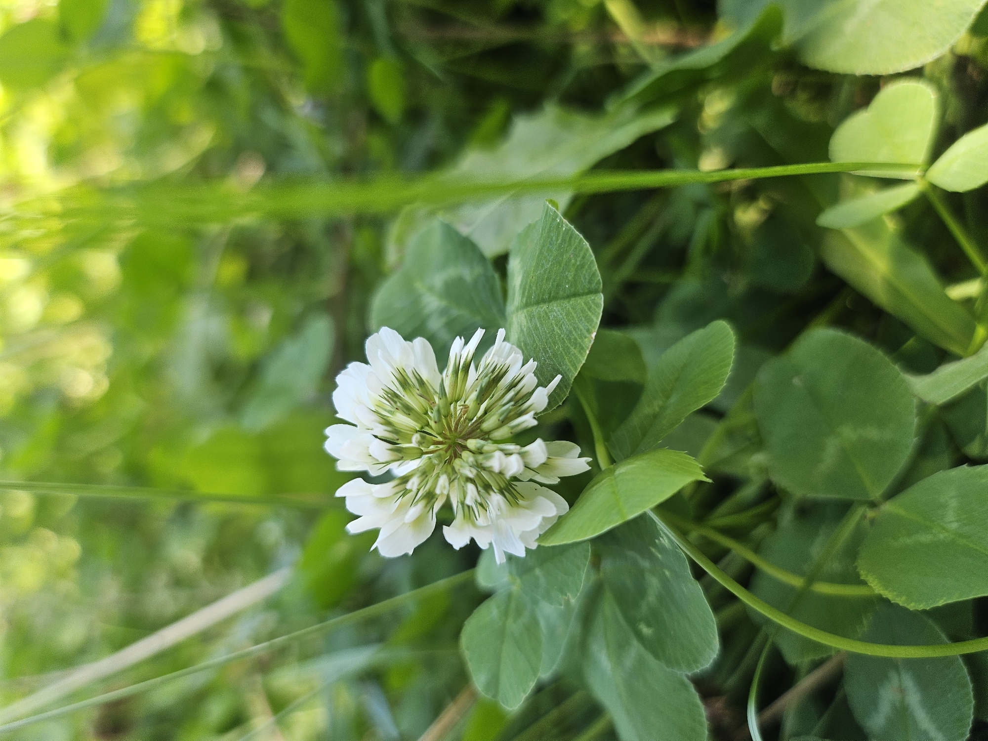 A close-up, eye-level shot captures a single white clover flower in bloom amidst a dense patch of green clover leaves and blades of grass. The flower head is composed of numerous small, white, petal-like florets, some showing hints of green at their base. The surrounding foliage is lush and vibrant, with varying shades of green creating a soft, blurred background that suggests a natural, outdoor setting. The lighting indicates it is daytime, with sunlight filtering through the greenery, creating a slightly dappled effect. The image composition focuses on the flower, drawing the viewer's attention to its delicate structure and the surrounding plant life. The scene appears to be a natural ground cover, possibly a meadow or a park area. No people or man-made objects are visible. The image does not provide any specific information to determine its location within Zakamensk, Russia, beyond the general context of a natural outdoor environment.