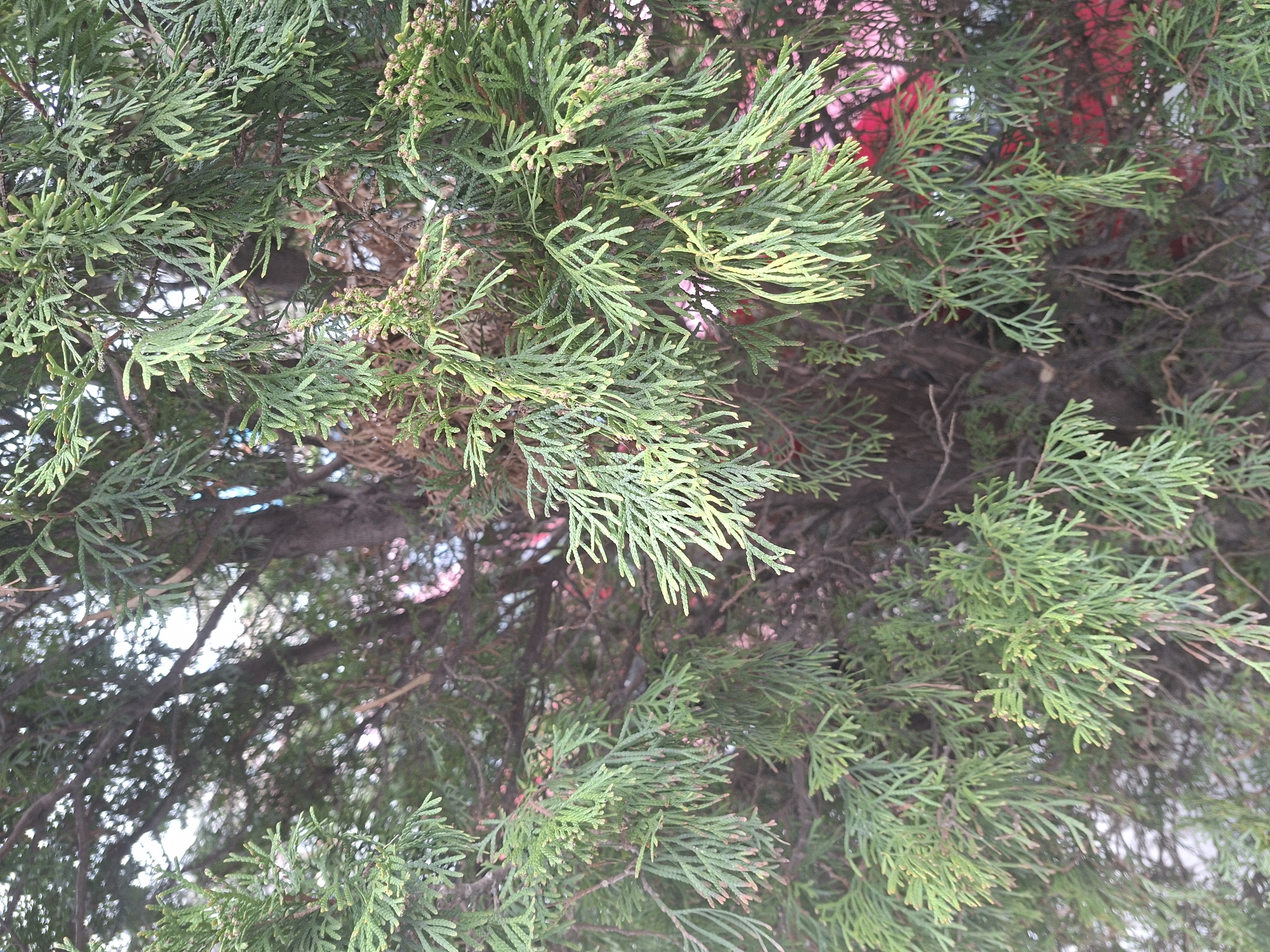 The image shows the foliage of a coniferous tree, possibly a cypress or juniper, with overlapping branches and dense green needles. The background is blurred, but hints of red suggest a building or other structure behind the tree. Based on the prompt, this image is assumed to be located in Plovdiv, Bulgaria. No people are visible.