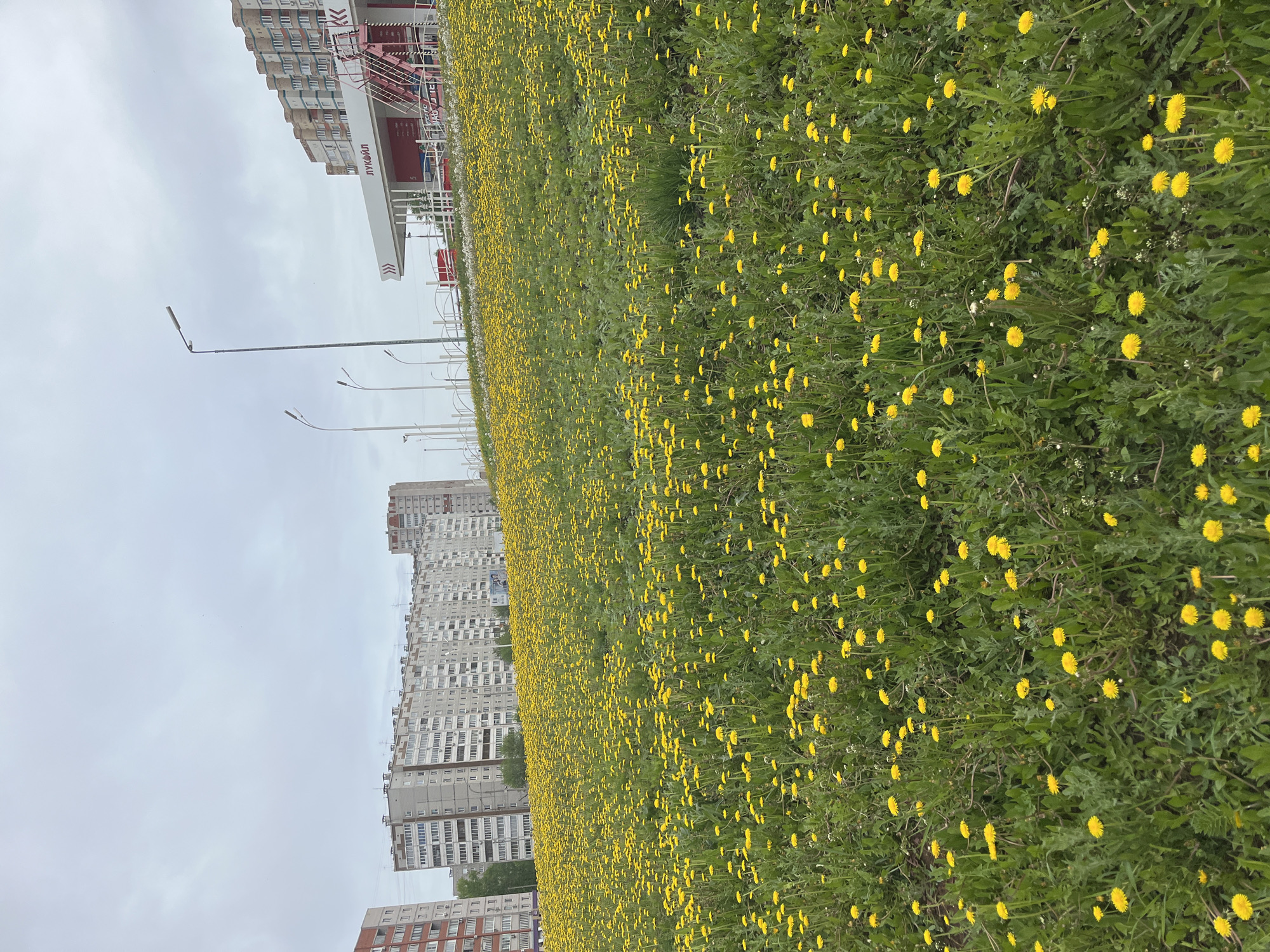 The image shows a field of dandelions in bloom in an urban environment. In the background are several tall residential buildings, typical of Soviet-era construction, along with streetlights. A Lukoil gas station is visible in the distance. The location is likely Izhevsk, Russia, based on the visual style of the architecture and the presence of the Lukoil gas station. The scene is quiet and devoid of people.