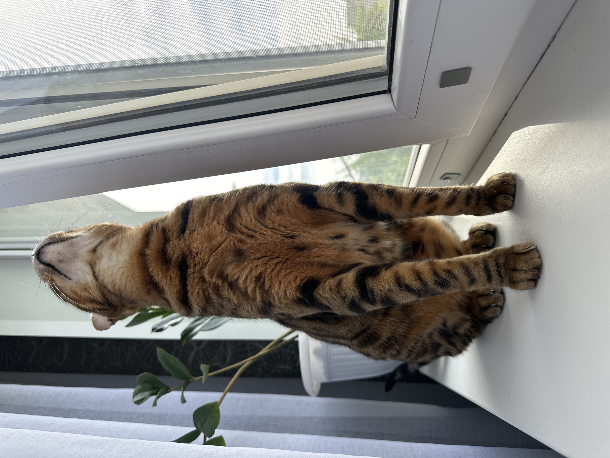 A Bengal cat with characteristic spotted and striped fur is sitting on a white windowsill, looking upwards out of a partially open window. The window is covered with a fine mesh screen. Behind the cat, to the left, is a white plant pot with a green plant. White and patterned curtains are visible to the far left. The environment appears to be an indoor setting, likely an apartment, with natural light illuminating the scene. No specific location in the city of Energetik, Russia is discernible from the image itself.
