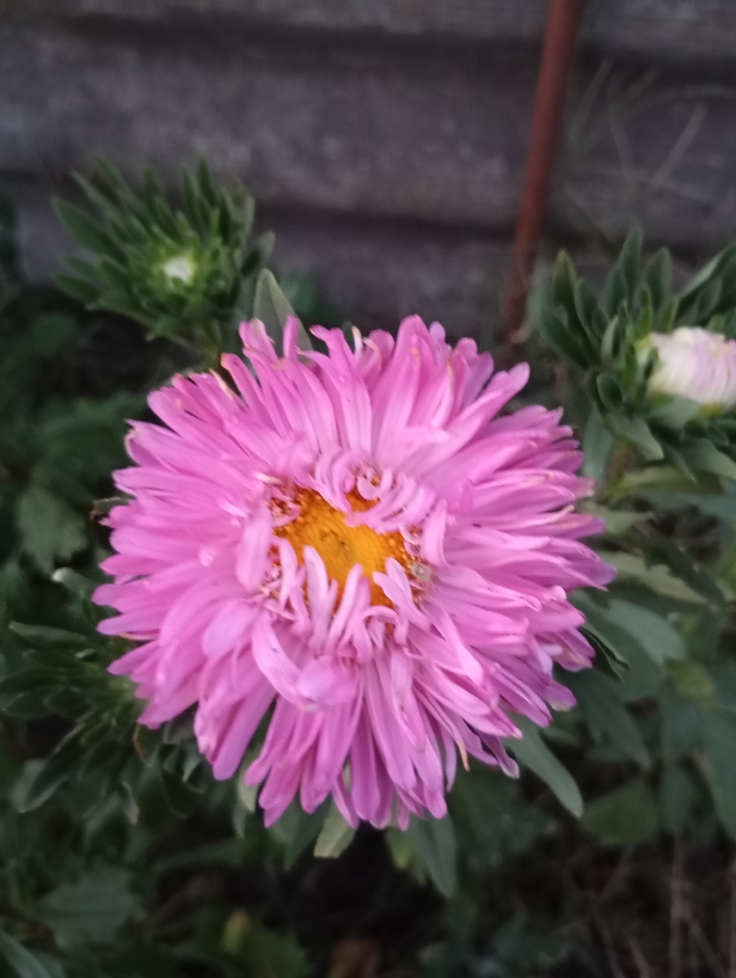The image depicts a close-up of a vibrant pink aster flower in bloom. The flower has numerous thin, spiky petals arranged in a dense, almost spherical formation, with a bright yellow center. Several green buds and leaves surround the main flower, some of which are slightly out of focus. In the background, a textured, grey, possibly stone or concrete surface is visible, with a thin, reddish-brown vertical object, perhaps a stake or support, positioned slightly to the right of the flower. The lighting suggests it is daytime, with diffused light. The setting appears to be an outdoor garden or planted area, consistent with a residential or public green space in Horishni Plavni, Ukraine. There are no people or animals visible in the image.