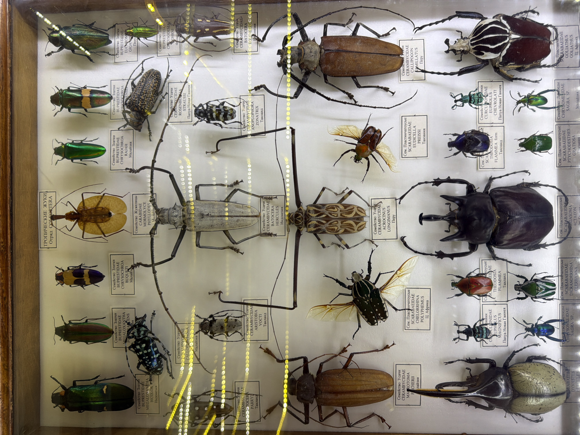 The image displays a collection of preserved insects, primarily beetles, meticulously arranged within a wooden display case. The insects are mounted on a white background, and each specimen is accompanied by a small label written in Russian. The labels provide scientific classification and origin information for the insects. The overall presentation suggests an entomological exhibit. The scene is indoors, likely a museum or a private collection. No people or animals are visible in the image. The lighting appears to be artificial, causing some glare on the glass covering the display. There is no visible connection to Akatovo, Russia, or any specific city.