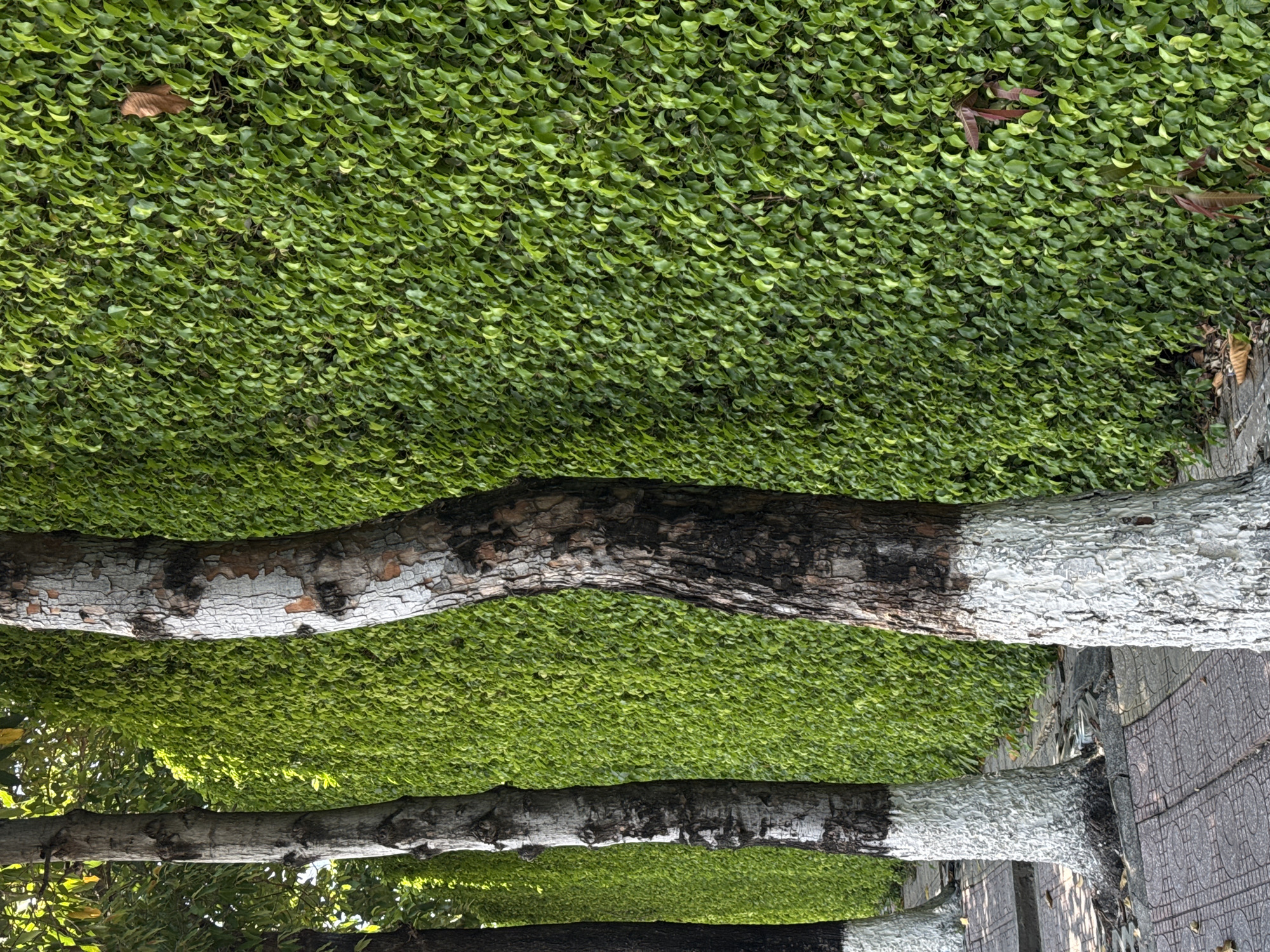 The image depicts a vertical garden wall, lush with dense green foliage, running along a paved sidewalk in Nha Trang Ward, Vietnam. Three trees stand in the foreground, their lower trunks coated in white paint, with rough, textured bark. The sidewalk is constructed of patterned concrete tiles, and fallen leaves are scattered on its surface and at the base of the trees. Sunlight casts shadows across the scene, highlighting the textures of the bark and the varied shades of green in the foliage. The overall impression is one of urban greenery, a natural element integrated into a city environment.