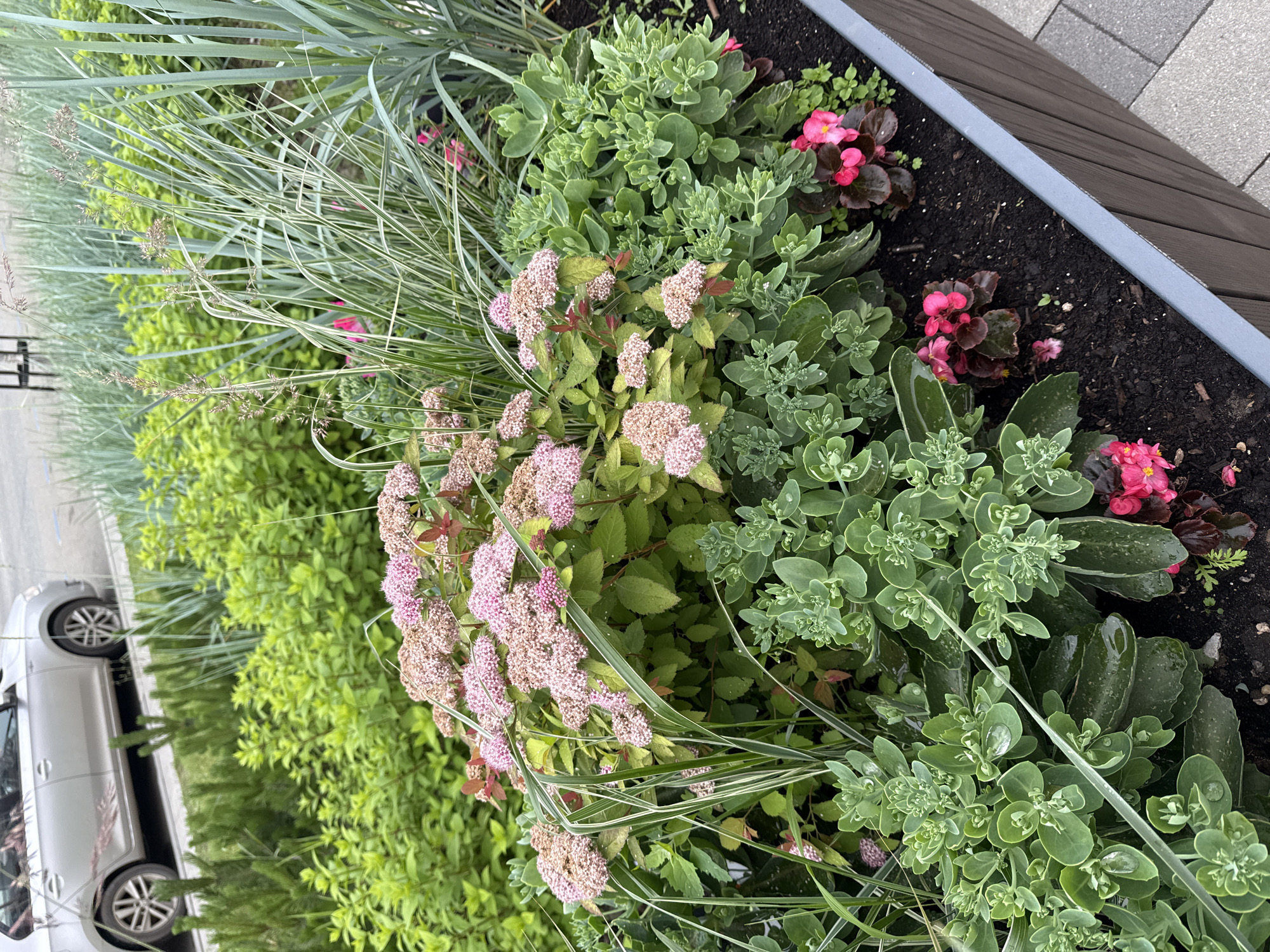 This media file captures a close-up view of a flower bed. The bed is filled with a variety of plants, including light pink clusters of flowers, lush green foliage, and ornamental grasses with striped leaves. There are also some bright pink begonia-like flowers scattered throughout. The plants appear healthy and well-watered, with visible water droplets on some of the leaves.
The flower bed is situated within a planter box with dark brown wooden sides and a gray trim. The ground around the planter appears to be paved with gray interlocking stones. In the background, a portion of a silver car is visible, suggesting an urban or suburban setting. The lighting suggests it is daytime, and the presence of water droplets could indicate recent rain or watering.
There are no people visible in the media file. The focus is entirely on the floral arrangement. The overall impression is one of a well-maintained and visually appealing outdoor space. No text is visible in the media. The location context of Perm, Russia, provides a geographical anchor for this scene of urban greenery.