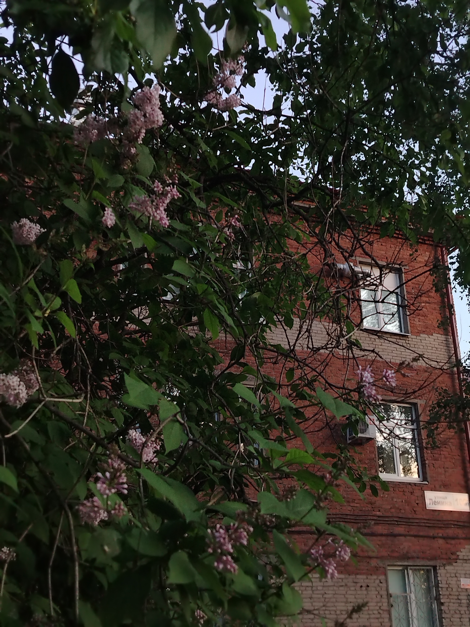 A three-story brick building is partially obscured by blossoming lilac bushes. The building is red brick, with horizontal bands of lighter-colored brick. Windows are visible, some with white frames. An air conditioning unit is mounted below one window. A street sign is attached to the building, with Cyrillic text reading "улица Ленина 163". This places the image in Izhevsk, Russia, on Lenin Street at house number 163. The focus is on the flowering lilac and the building behind it.