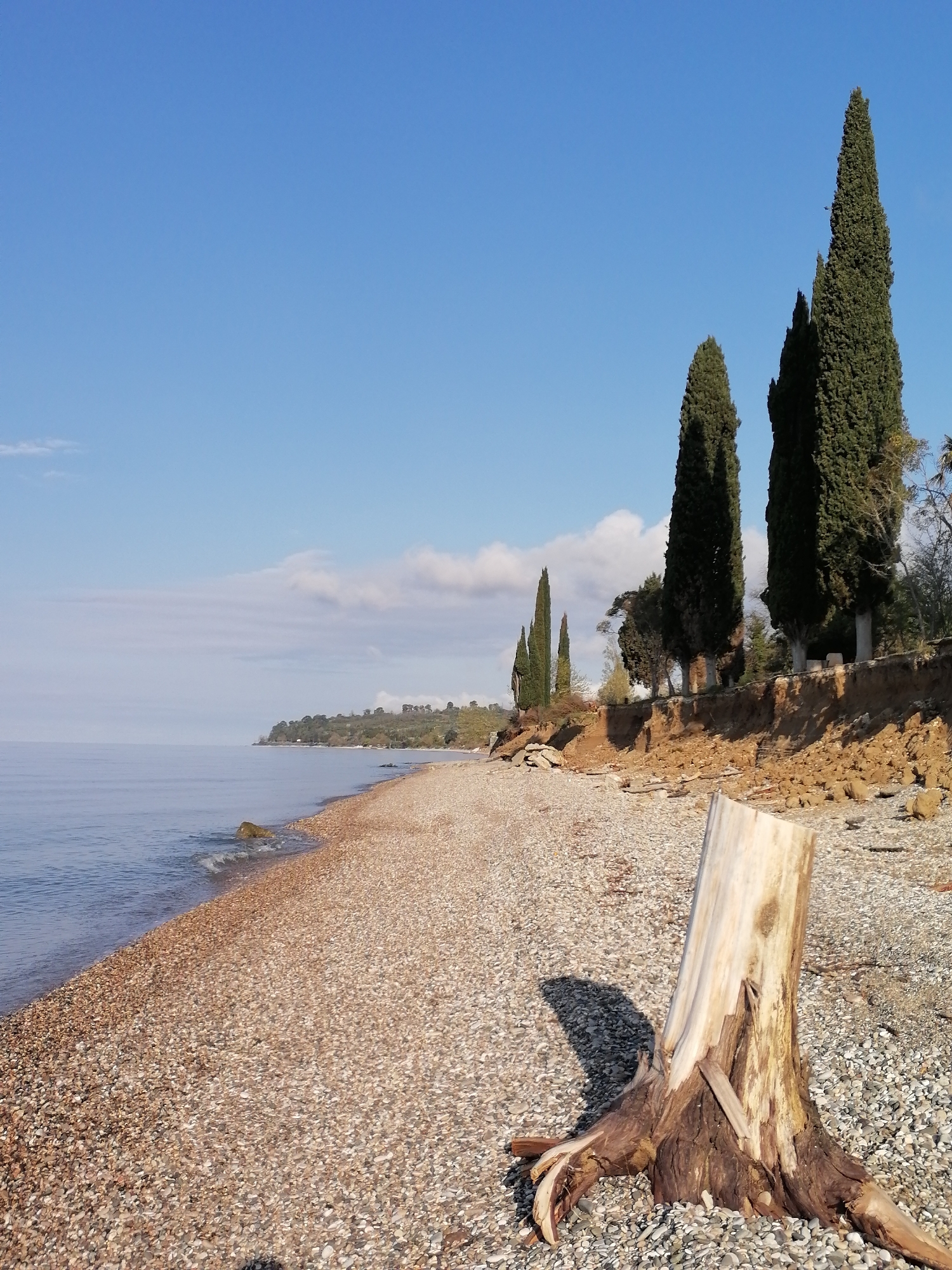 This image presents a serene coastal landscape on a clear, bright day. In the immediate foreground, a large, weathered tree stump with exposed roots rests on a pebble beach, casting a distinct shadow to its left. The beach, covered in numerous small, light-colored pebbles, stretches along the left side of the frame, meeting the calm, light blue water. Gentle waves lap at the shore.
Beyond the water, a distant coastline or landmass is faintly visible under a vast, cloud-dotted blue sky. To the right, an eroded embankment or low cliff is prominent, adorned with several tall, slender evergreen trees, likely cypresses, growing along its edge. The earthy tones of the eroded bank contrast with the dark green foliage of the trees and the bright blue sky.
The scene conveys a sense of natural tranquility, with no human or animal activity visible. The strong shadows and clear sky indicate it is daytime, possibly morning or late afternoon, with fair weather conditions. There is no visible text in the image.