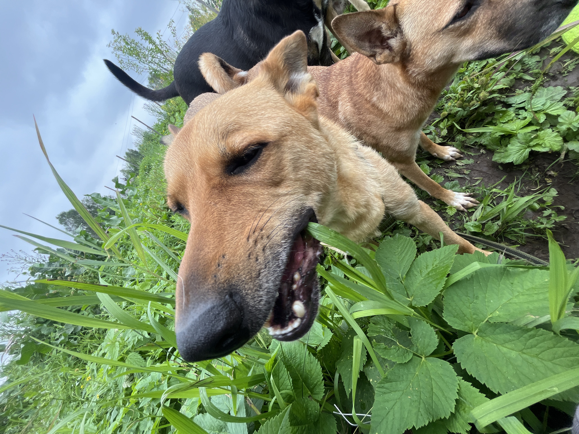 In Nizhny Tagil, Russia, a close-up shot shows the heads of two dogs in a grassy area. The dog in the foreground, a medium-sized tan breed, is chewing on a blade of grass, its mouth open to reveal its teeth and gums. Behind it, another tan dog's head is visible, along with the back of a black dog. The environment is lush and green, with tall grass and plants obscuring the background. The sky above is overcast with gray clouds. The overall scene is one of canine activity in a natural, outdoor setting.