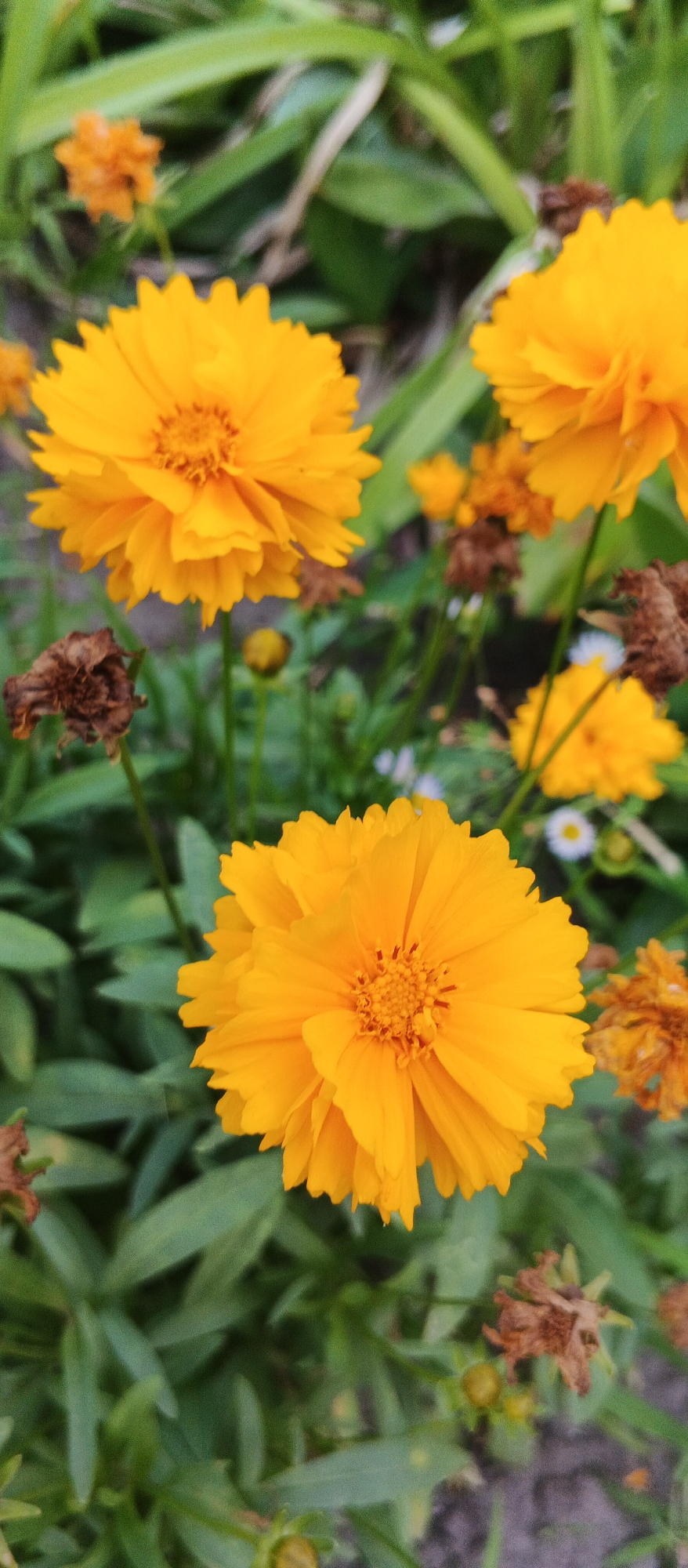 This is a close-up, vertical, full-frame photograph of several yellow, daisy-like flowers with ruffled petals. The flowers are the main subject, and their vibrant yellow color is prominent against a backdrop of green foliage. Some of the flowers are in sharp focus, revealing intricate details of their centers and petals, while others are blurred, suggesting a shallow depth of field or being further away. There are also some dried, brown flower heads scattered among the green leaves, indicating a garden setting where the flowering season may be transitioning. The overall impression is one of a natural, outdoor environment. The image does not contain any people, actions, or interactions. There is no information within the image itself to suggest a location in Smila, Ukraine.