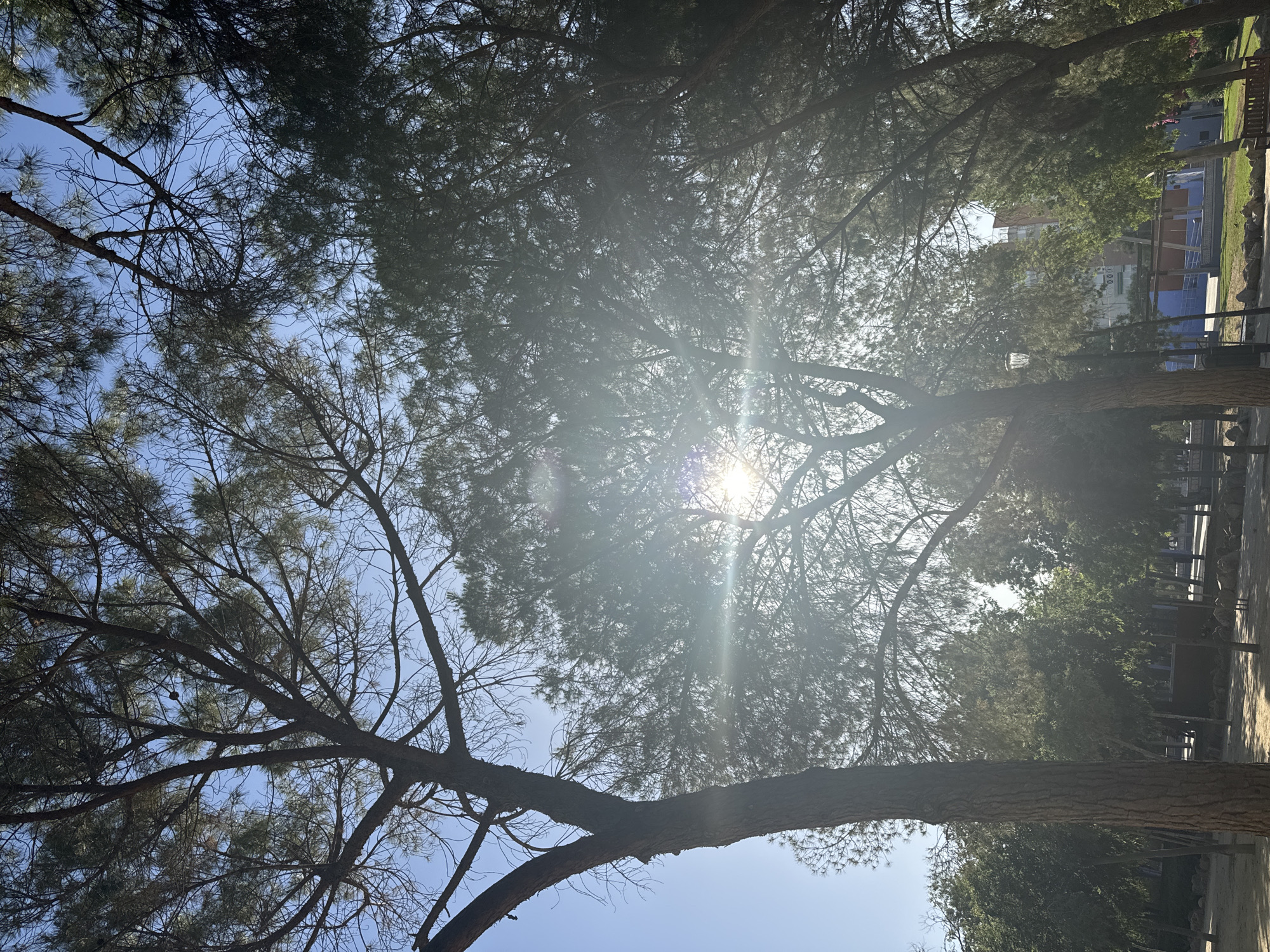 The image depicts a sun-drenched park scene with tall trees dominating the frame, their branches silhouetted against a clear blue sky. The sun is partially obscured by the foliage of a large tree in the center, casting lens flares and dappled light onto the scene. In the background, there are more trees, some buildings with colorful facades, and what appears to be a pathway or street. The ground is covered with sand and scattered rocks, and a park bench is visible on the right side. The overall impression is one of a peaceful, outdoor urban environment on a bright, sunny day. This scene is likely within the city of Murcia, Spain, given the presence of Mediterranean-style trees and architecture. There are no people or animals clearly visible in the image.