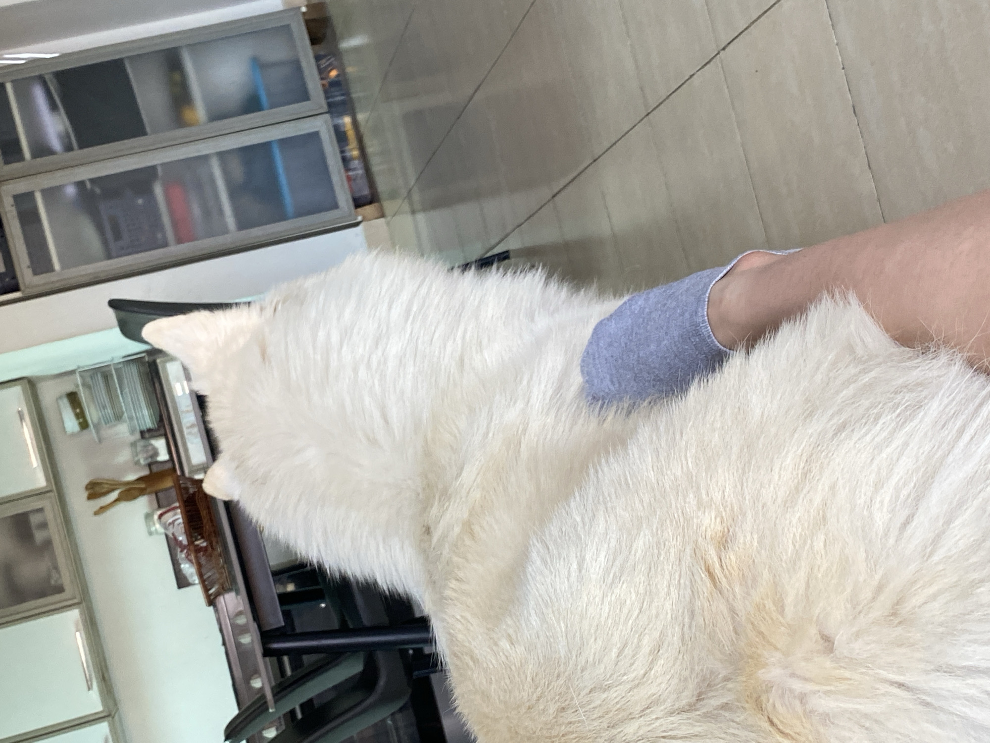 The image depicts an indoor scene from a low-angle perspective, primarily focused on a large, cream-colored, long-haired dog, likely a Samoyed or similar breed, seen from its back and right flank. A human left leg and foot, partially covered by a grey sock that extends to the ankle, rests against the dog's side. The skin on the exposed part of the foot and leg is light-toned.
The dog's fur shows variations in color, with some areas appearing whiter and others with a yellowish-cream tint, particularly along its spine and haunches. Its right ear is visible at the top left of its head. Both the dog and the human leg are positioned on a light-colored tiled floor with visible grout lines.
In the midground, to the left of the image, a dark-colored dining table with two dark chairs is partially visible. On the table, a woven brown basket contains what appears to be red and clear plastic items, alongside wooden utensils (spoons or spatulas) and a glass jar. Above the table, white kitchen cabinets with frosted glass doors and silver handles are mounted on a wall.
Further in the background, to the right, a tall, narrow cabinet with two frosted glass doors stands on a low, dark base. Items are vaguely visible through the frosted glass, including what appear to be blue storage containers and other assorted objects.
The lighting appears to be ambient indoor light, possibly with a light source from the left, creating reflections on the tiled floor. The specific location in the city of Macho Muerto, Venezuela, cannot be determined from the visual information provided.