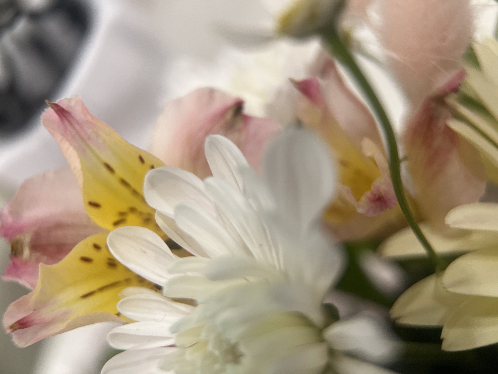 This close-up photograph captures a soft-focus arrangement of flowers. In the foreground, a prominent white flower, likely a chrysanthemum or a large daisy, displays numerous delicate petals radiating outwards, occupying the lower right and central portion of the frame. To its left and slightly behind, a vibrant yellow alstroemeria (Peruvian lily) petal is visible, characterized by distinct dark brown speckles and a soft pink tip. Further back, more petals from alstroemeria flowers, showcasing a mix of yellow and light pink hues, are present, creating depth in the composition.
A slender green stem is faintly visible, suggesting these are cut flowers arranged together. The image employs a shallow depth of field, resulting in a soft, ethereal blur in both the background and some extreme foreground elements, which draws attention to the crisp details of the in-focus petals. The lighting is soft and diffuse, enhancing the natural colors and delicate textures of the flowers. The background is an abstract blend of light and dark, indistinct shapes, further emphasizing the floral subjects. No specific activity is depicted, as the image is a still life. There is no visible text within the image. The location context for this media file is Tyumen, Russia.