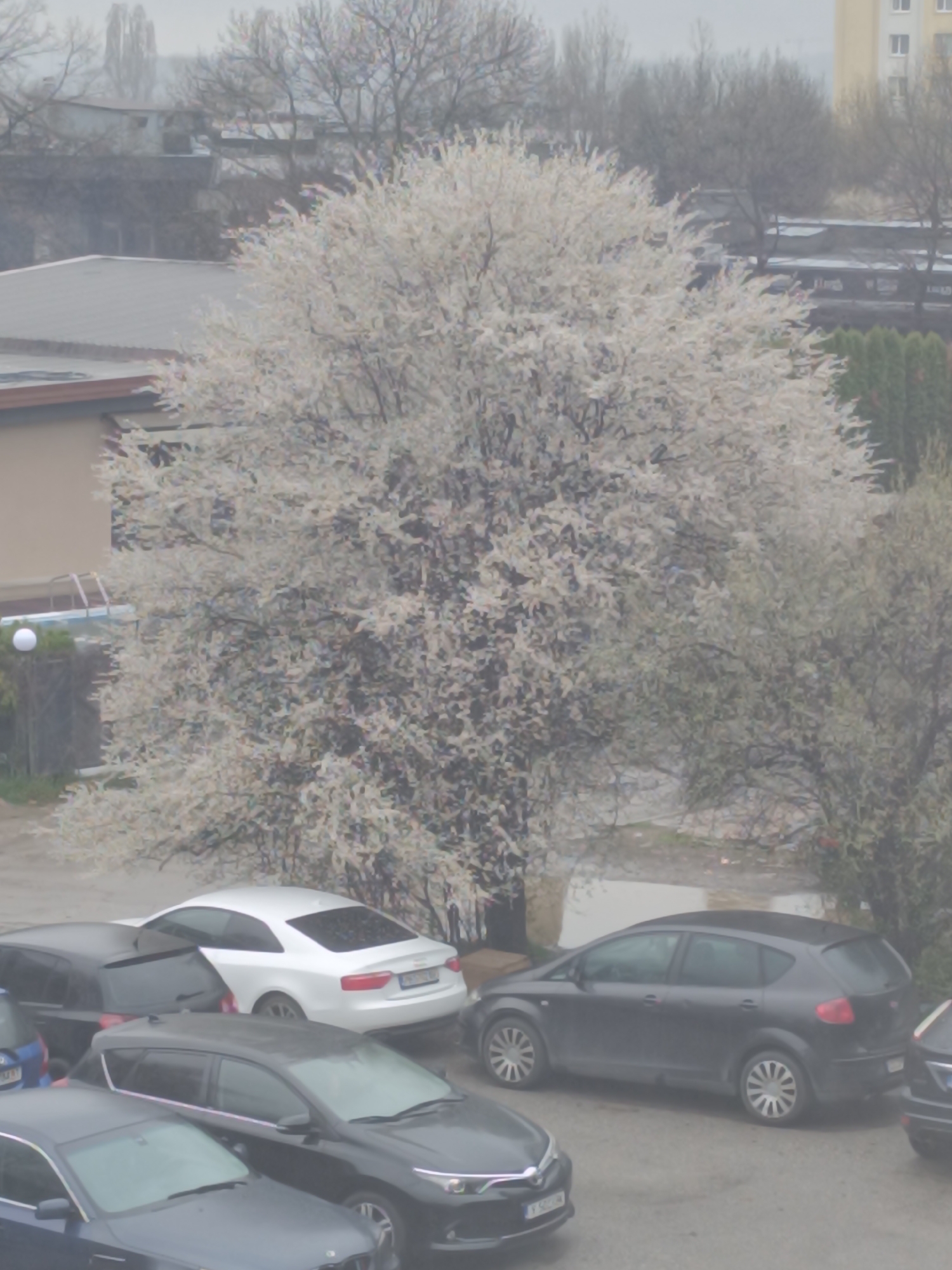 The image presents an elevated, static, outdoor view of an urban or suburban area in Sofia, Bulgaria, under an overcast sky. The central and dominant feature is a large deciduous tree in full bloom, covered densely with white blossoms, indicating springtime.
In the foreground and middle ground, a paved area serves as a parking lot for multiple vehicles. A white Audi A5 Coupe is prominently parked, facing right, with a visible Bulgarian license plate (BG country code). To its right, a dark grey SEAT Altea hatchback is parked, also displaying a Bulgarian license plate. Other vehicles include a dark blue/black BMW sedan and a dark grey/black Toyota sedan, both partially visible in the lower left, and a dark blue hatchback partially visible on the far left.
To the left of the blossoming tree, a low-rise building with a beige wall and a grey roof with a brown trim is visible. Adjacent to this building, an uncovered, rectangular swimming pool structure and a white spherical outdoor light fixture are discernible behind a fence. Further into the background, a mix of deciduous trees with bare branches and some evergreen trees are present. On the far right, a multi-story building with a light yellow facade and visible windows is situated in the distant background. No individuals or active interactions are observed within the scene.