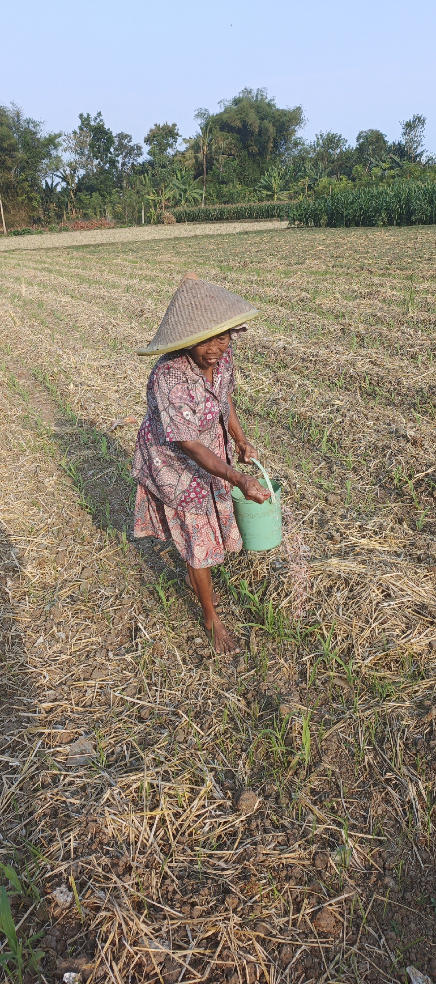 The image depicts an elderly woman wearing a conical straw hat and a patterned dress, standing in a dry agricultural field. She is barefoot and holding a small green bucket, from which she is scattering fertilizer onto the ground. The field is covered with dry stalks and soil, with small green shoots of young plants emerging from the ground. In the background, a line of trees and vegetation can be seen under a clear sky. The scene appears to be set in a rural area.