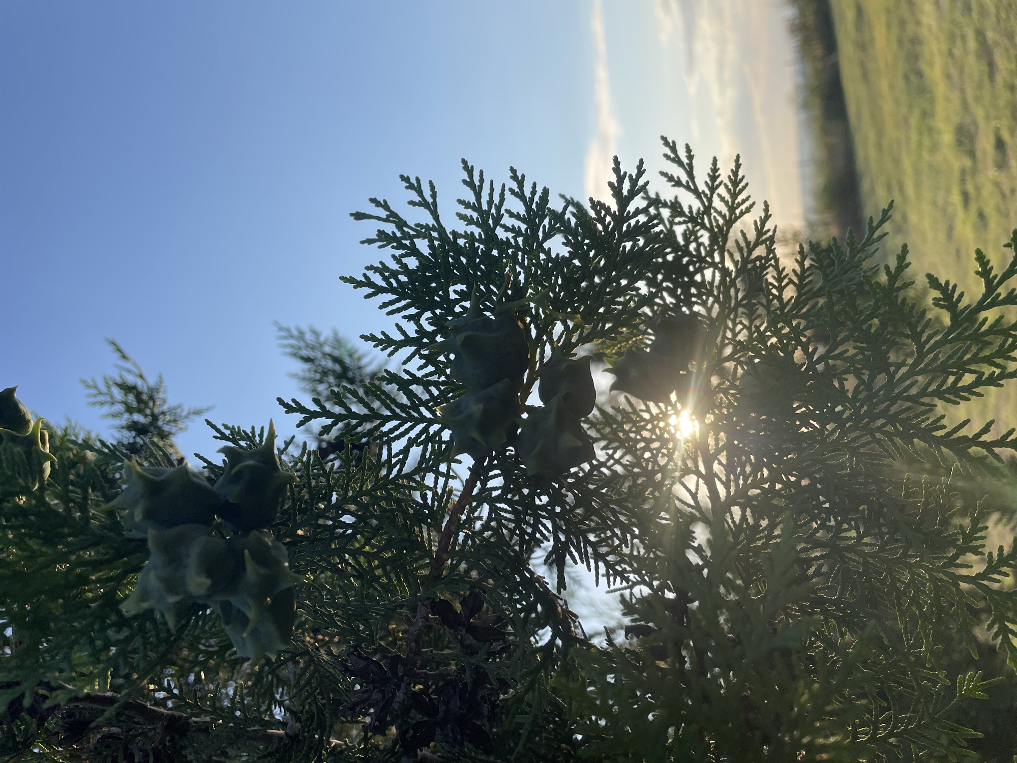 A close-up, low-angle shot captures a branch of a conifer tree, likely a cypress or cedar, laden with green, spiky seed cones, against a bright blue sky. The sun, low in the sky, shines through the needles, creating a lens flare and highlighting the delicate foliage. The background shows a blurred green field and a distant horizon. The image is a close-up of a tree branch with seed cones, against a bright blue sky with the sun shining through the leaves. The location is Cîșlița-Prut, Moldova.