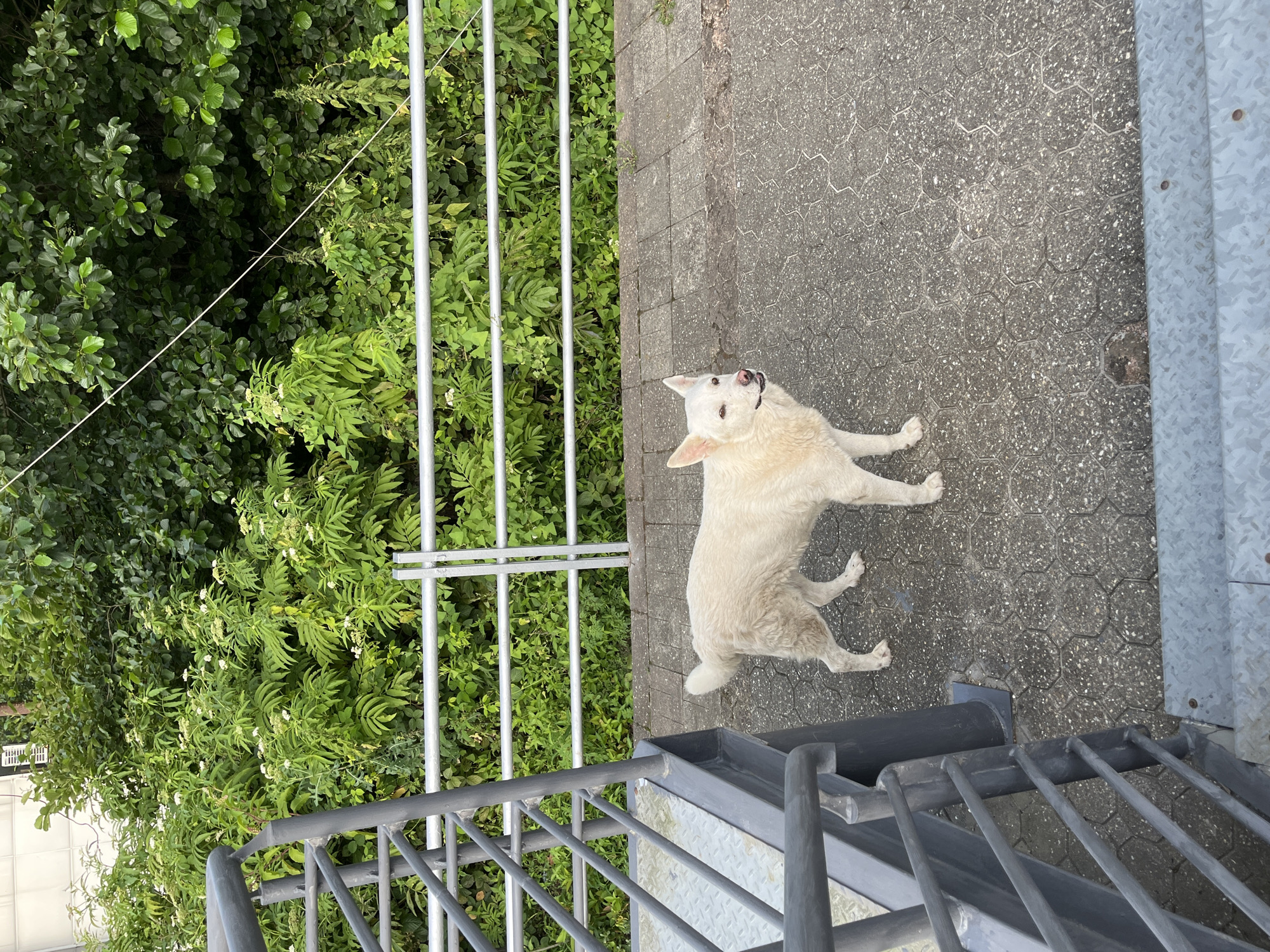 A medium-sized, light-colored dog with pointed ears stands on a paved walkway in Ureki, Georgia. The dog is facing to the right of the frame, with its mouth slightly open and its tongue visible. Behind the dog, a white metal railing runs along the edge of the walkway. Beyond the railing is a dense area of green foliage, with some white flowers interspersed throughout. To the left of the dog, a metal staircase with gray railings and diamond-plate steps descends. The pavement is made of interlocking hexagonal stones. The scene appears to be an outdoor public space, possibly near a park or a pedestrian area, with lush vegetation providing a natural backdrop.