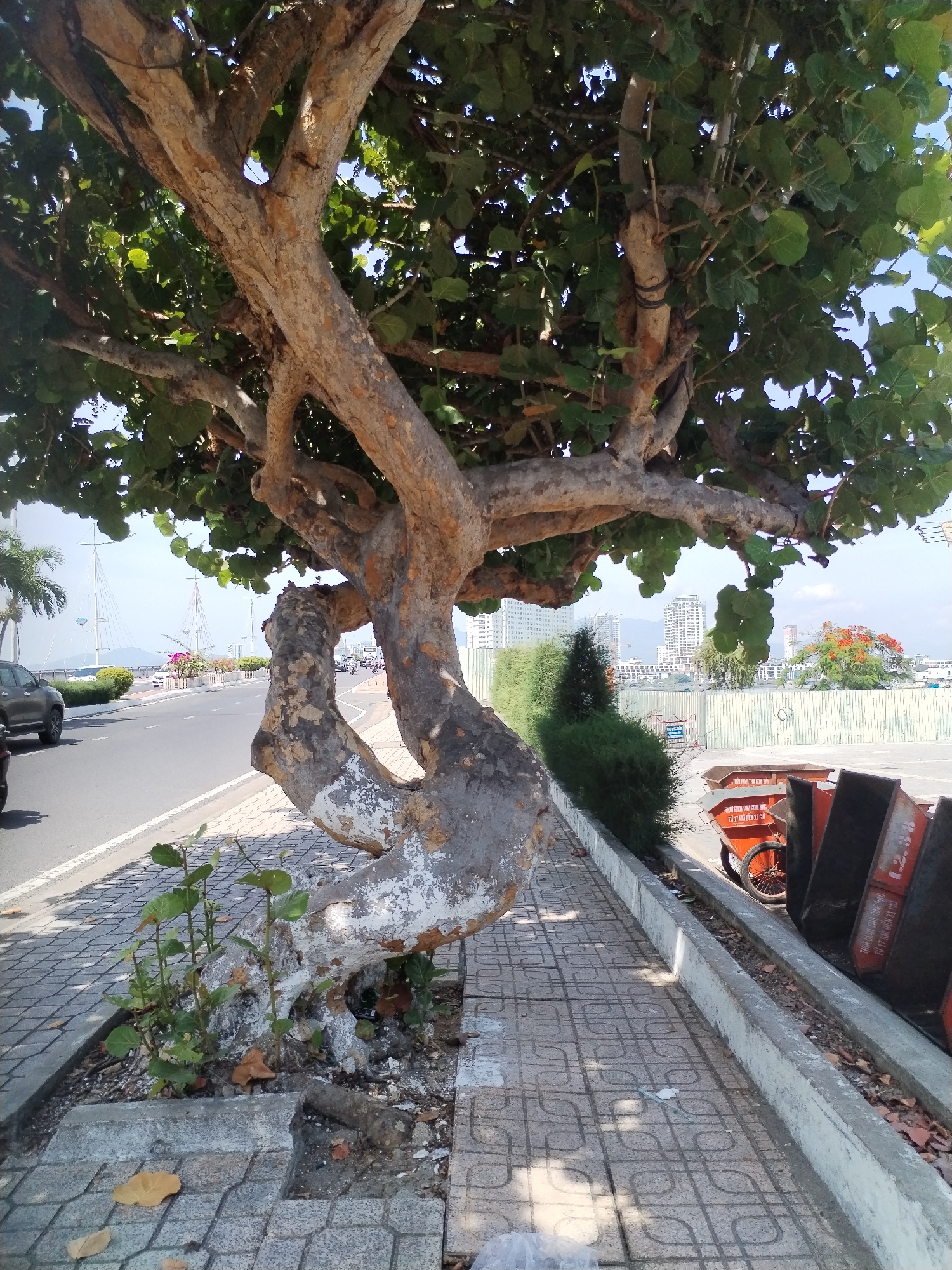 The image, captured in Bac Nha Trang Ward, Vietnam, depicts a street scene dominated by a large, gnarled tree with a thick, textured trunk that curves dramatically. The tree's branches, laden with green leaves, extend across the frame, casting dappled shadows on the gray, patterned tiled sidewalk. A few small green plants sprout near the base of the tree. To the left of the tree, a paved road is visible with a gray car driving away. Beyond the road, a body of water can be seen, with several white sailboats on it, and a bridge with tall masts in the distance. The background reveals a cityscape with numerous high-rise buildings. On the right side of the sidewalk, several large, orange industrial bins are lined up, some with wheels, suggesting a commercial or public area. A thin green hedge separates the sidewalk from what appears to be a parking lot or open space. The overall impression is a blend of natural and urban elements in a coastal city.