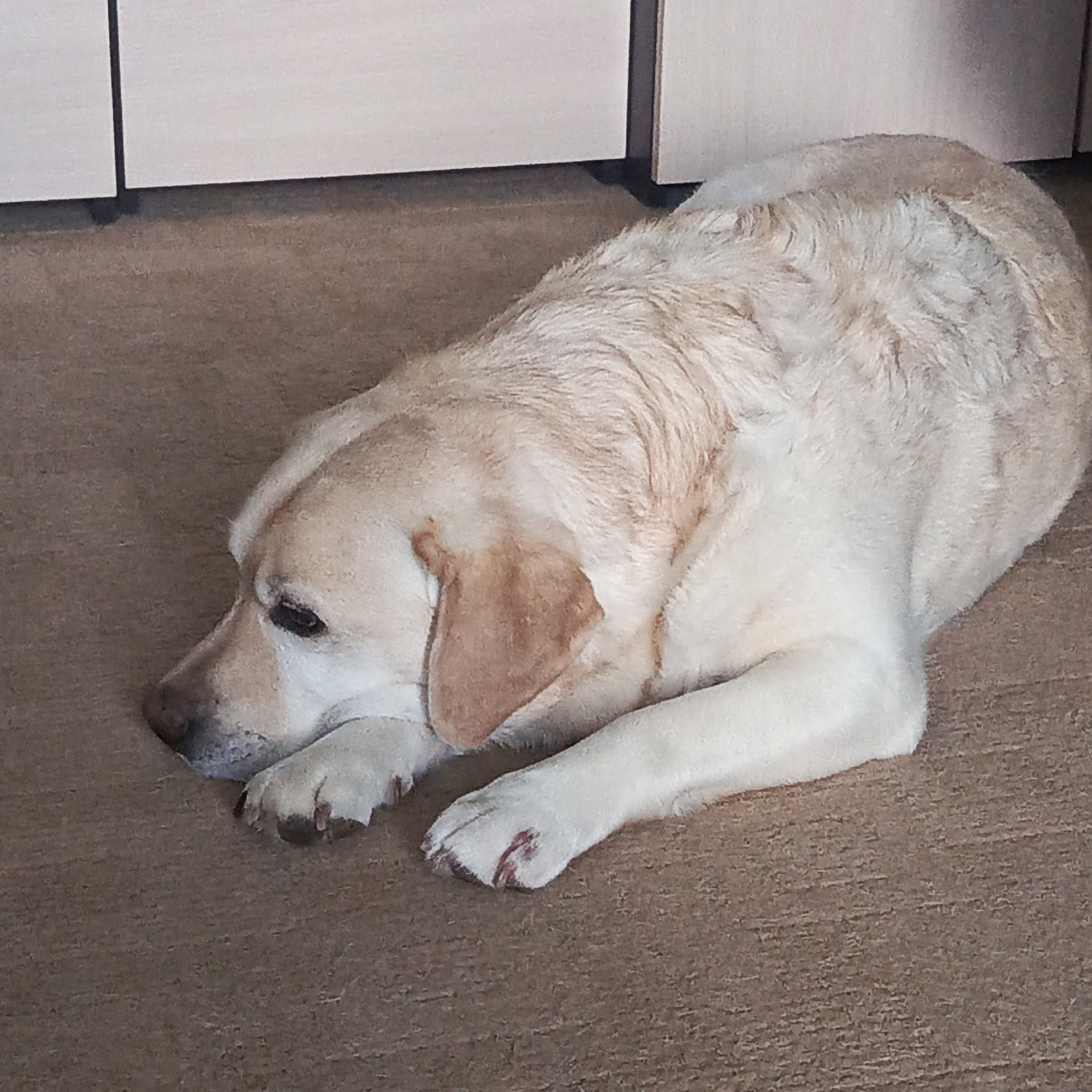 A golden Labrador Retriever lies on a brown carpet in front of light brown cabinets. The dog is lying down with its head resting on its paws. The location is likely indoors, possibly a residence. There is no definitive evidence to confirm it is in the city of Марковский, Russia.