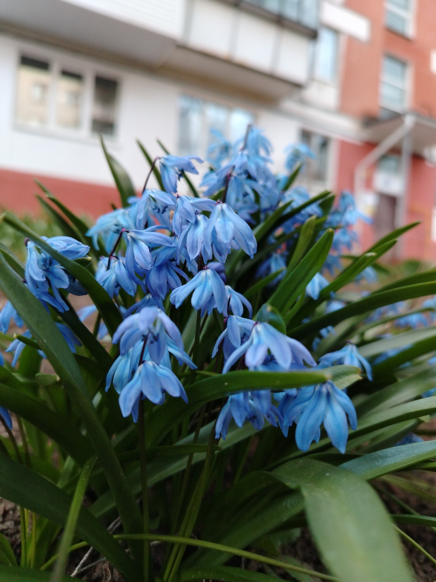The image captures a close-up view of a vibrant cluster of small blue flowers, likely Scilla (Siberian Squill) or Chionodoxa (Glory-of-the-Snow), blooming in what appears to be an urban or suburban setting. The flowers are the primary subject, occupying the majority of the foreground and midground, with their bell-shaped petals unfurling in various stages. Their color is a striking cerulean blue, contrasting with the rich green of their slender, elongated leaves that form a dense bed around the blossoms. Some flowers point upwards, while many gently droop or face downwards.
In the background, out of focus, are residential buildings. On the left, a light-colored, possibly white or cream, building with several rectangular windows is visible. To the right, a multi-story building with reddish-orange brick walls and white-framed windows can be seen. Parts of balconies or architectural overhangs are also discernable. The blurring of the background emphasizes the delicate details and vivid color of the flowers in the foreground.
The overall impression is that of early spring, given the nature of these particular flowering plants, which are typically among the first to bloom after winter. The lighting suggests daytime, though it's difficult to determine the exact time or whether it's sunny or overcast due to the soft, diffused quality of the light and absence of strong shadows. There is no visible text in the image. The scene conveys a sense of natural beauty emerging amidst a man-made environment.